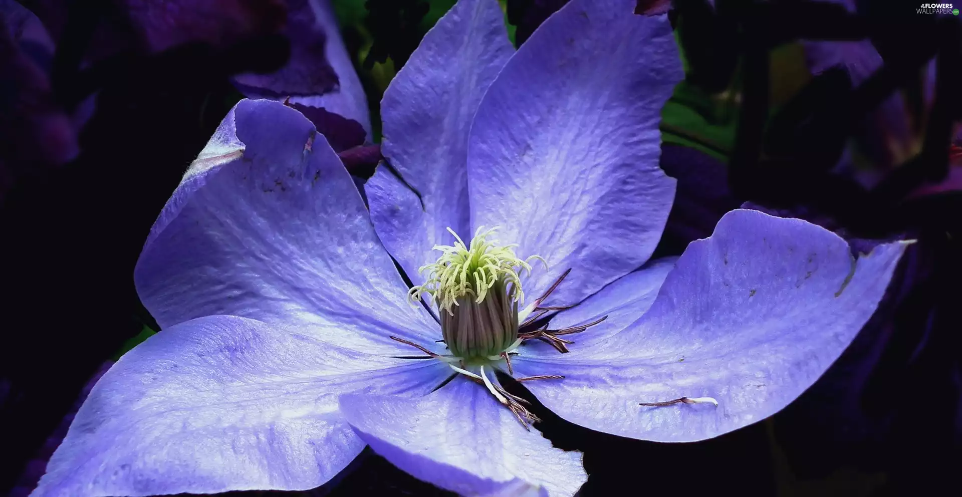 Clematis, nature, Colourfull Flowers