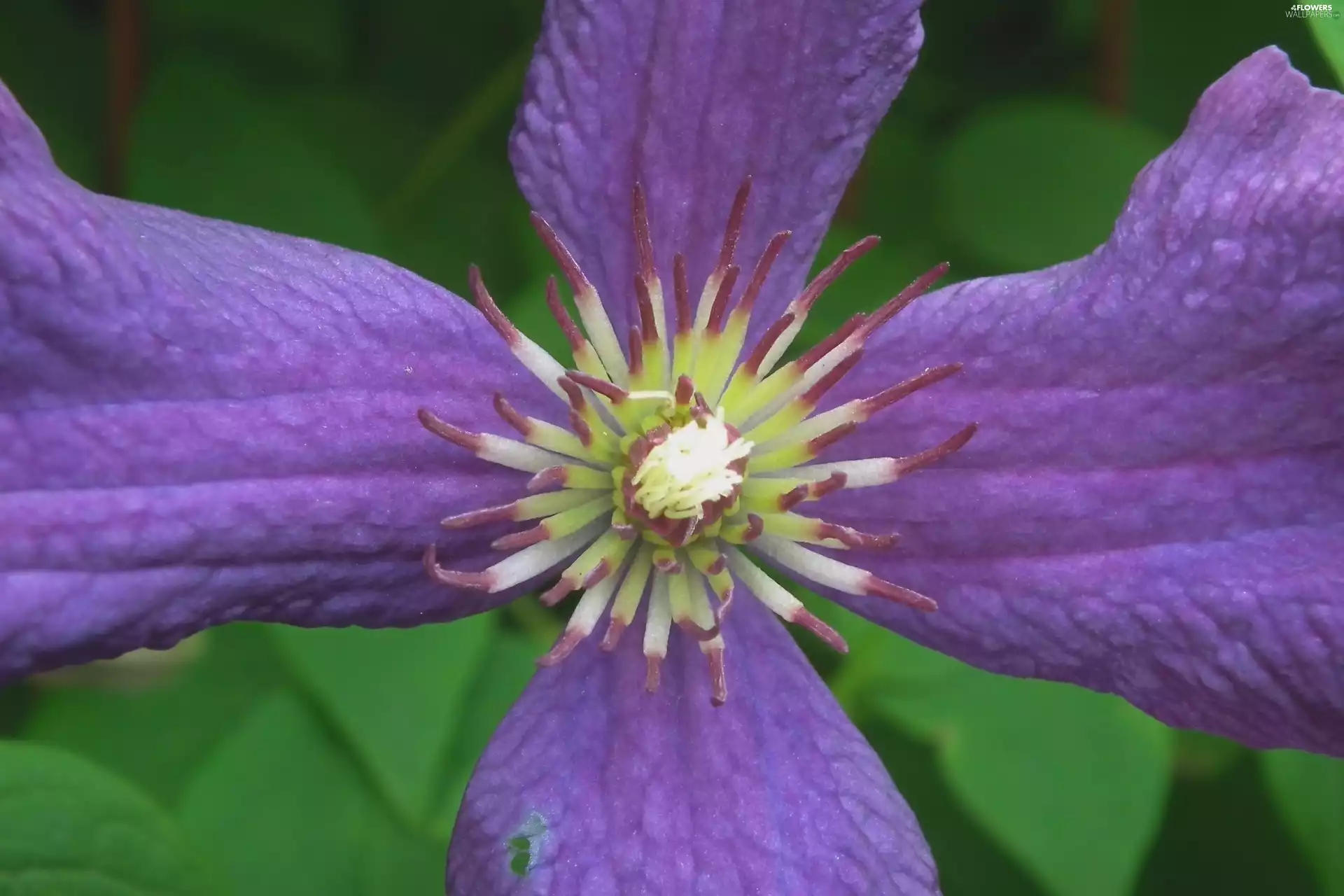 Clematis, nature, Colourfull Flowers