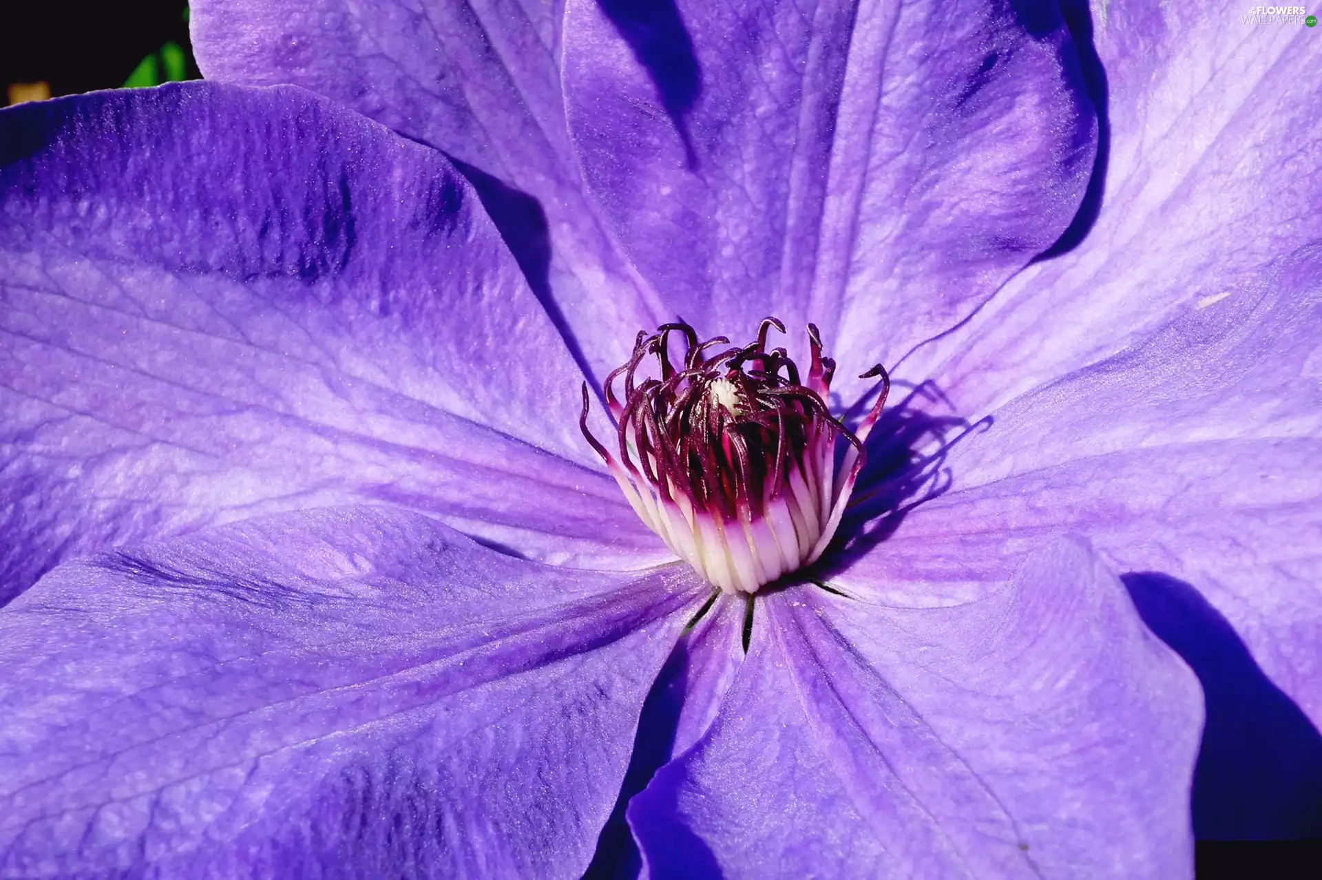 Clematis, nature, Colourfull Flowers