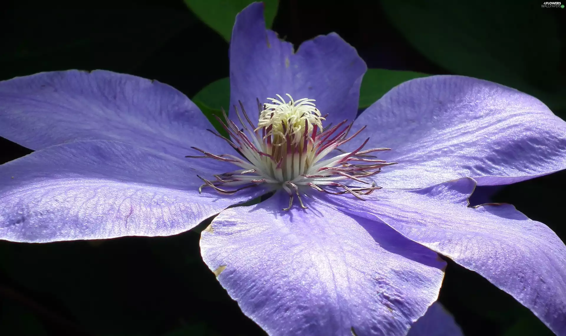 Clematis, nature, Colourfull Flowers