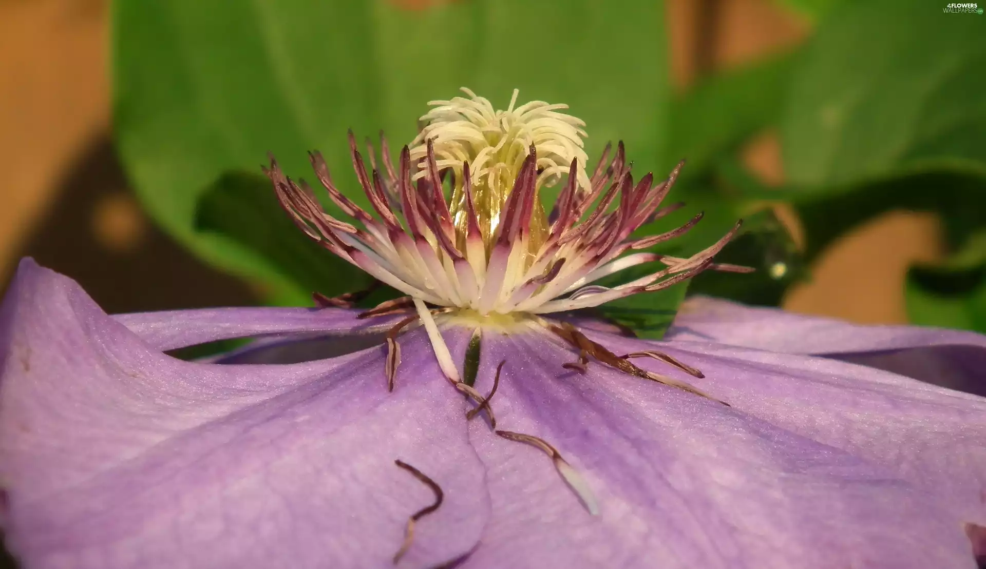 Clematis, nature, Colourfull Flowers