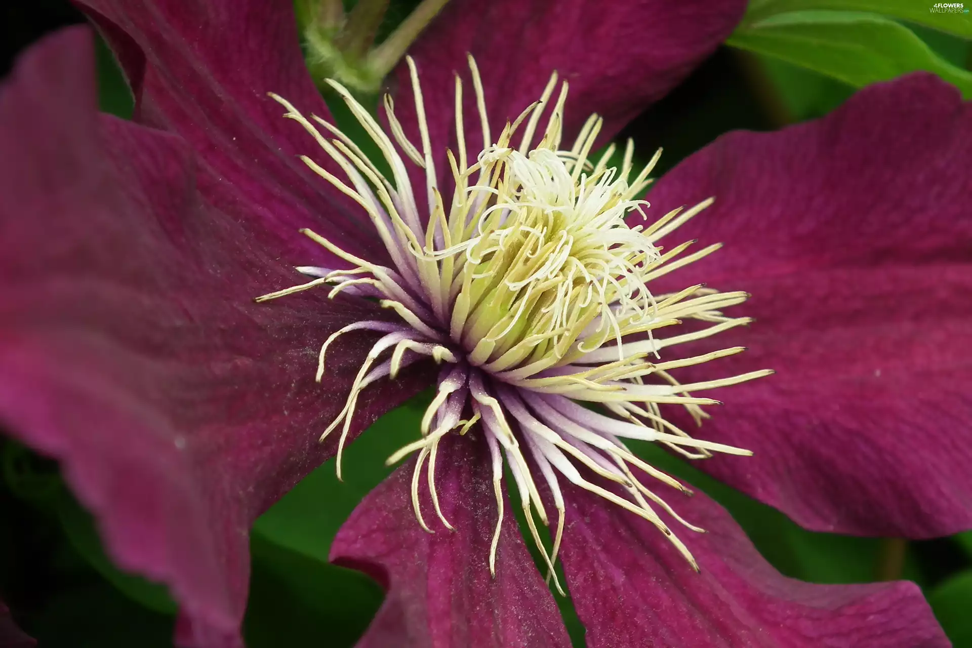 Clematis, nature, Colourfull Flowers