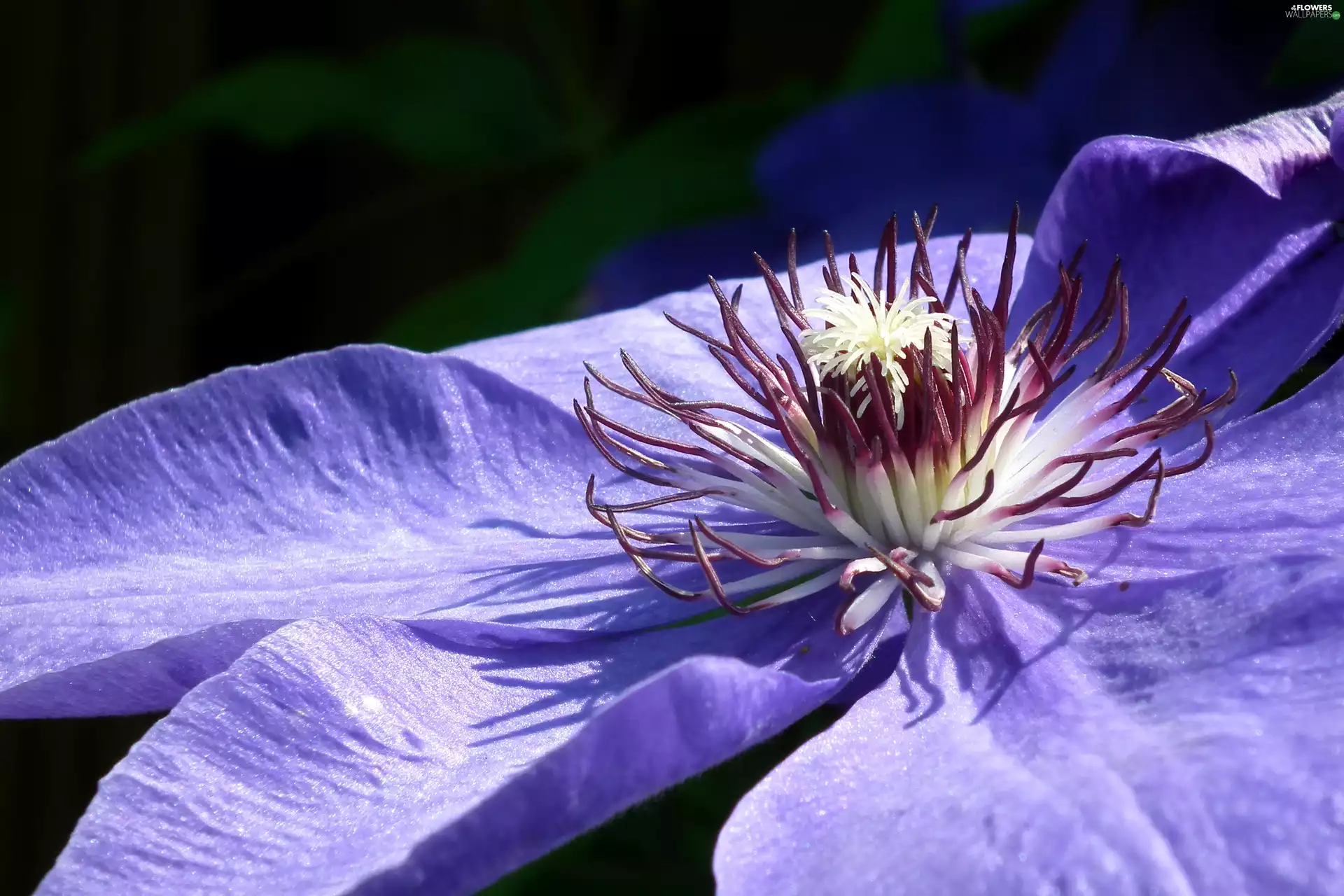 Clematis, nature, Colourfull Flowers