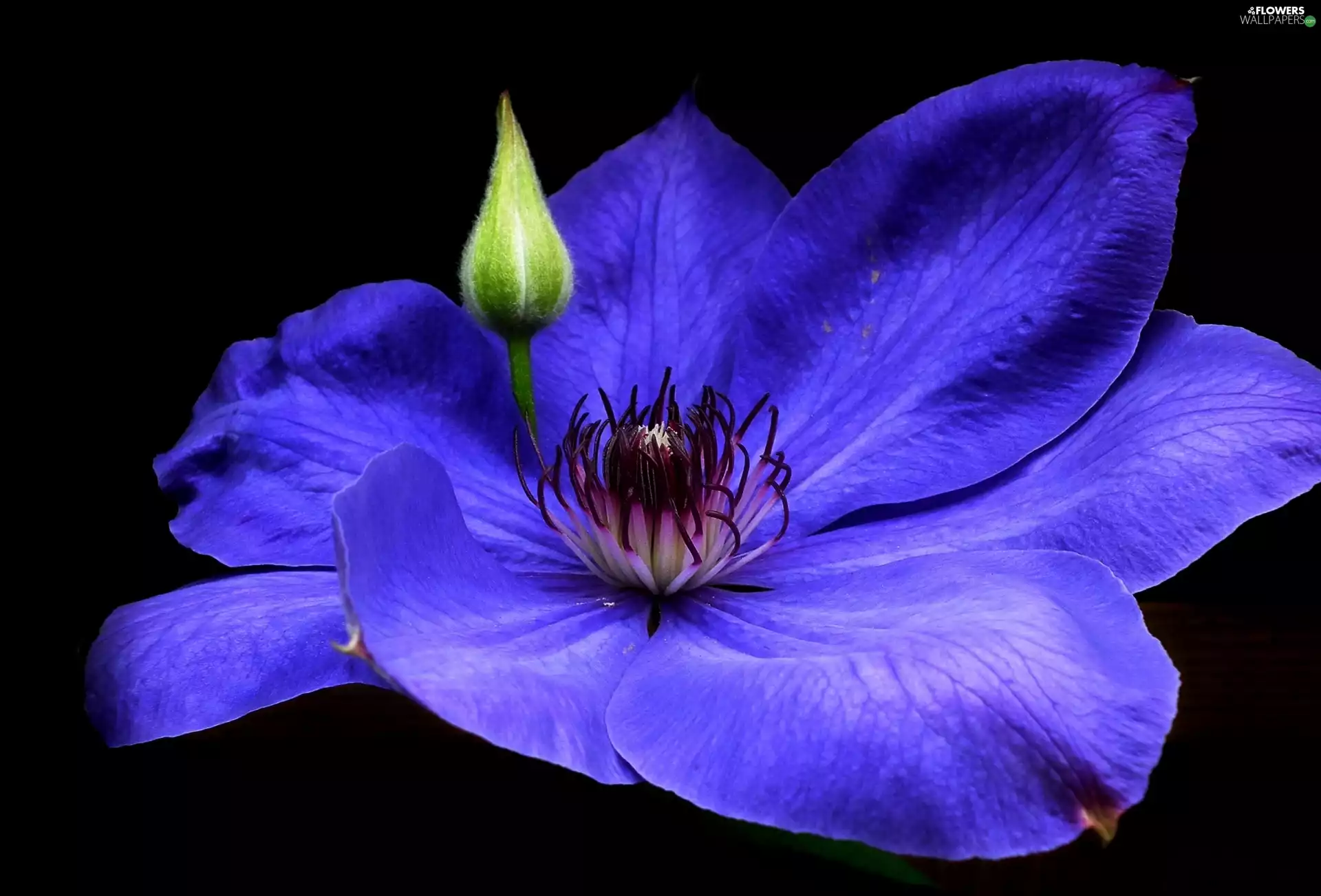 Clematis, nature, Colourfull Flowers