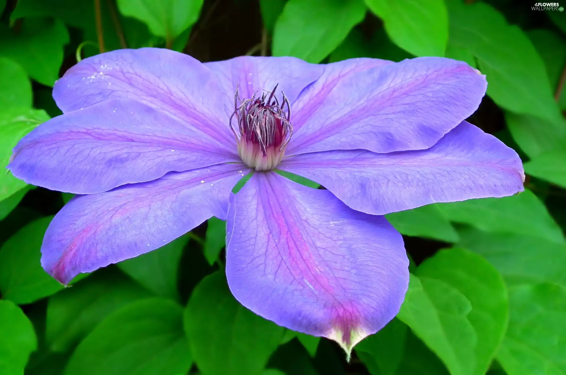 Clematis, nature, Colourfull Flowers