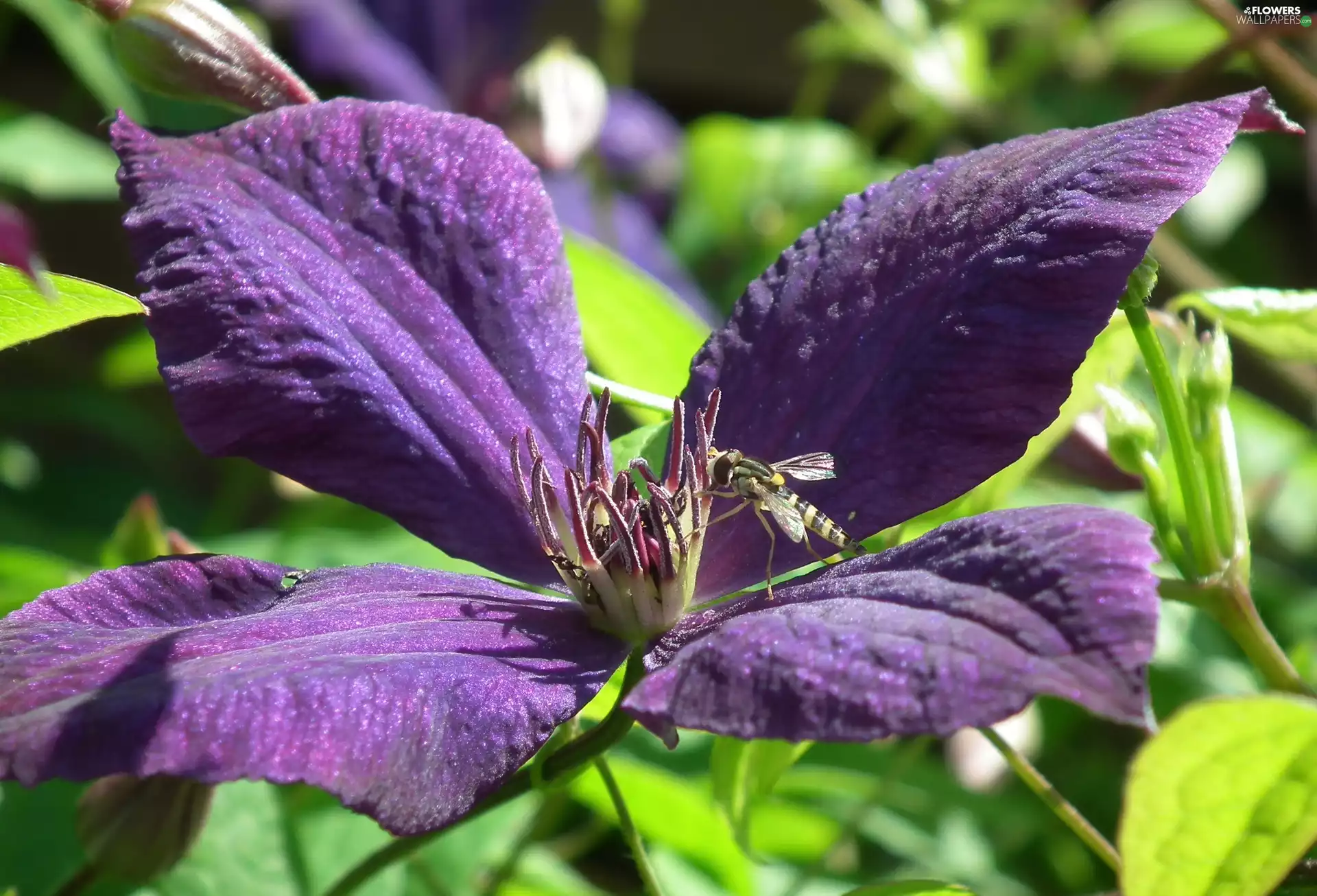 Clematis, nature, Colourfull Flowers