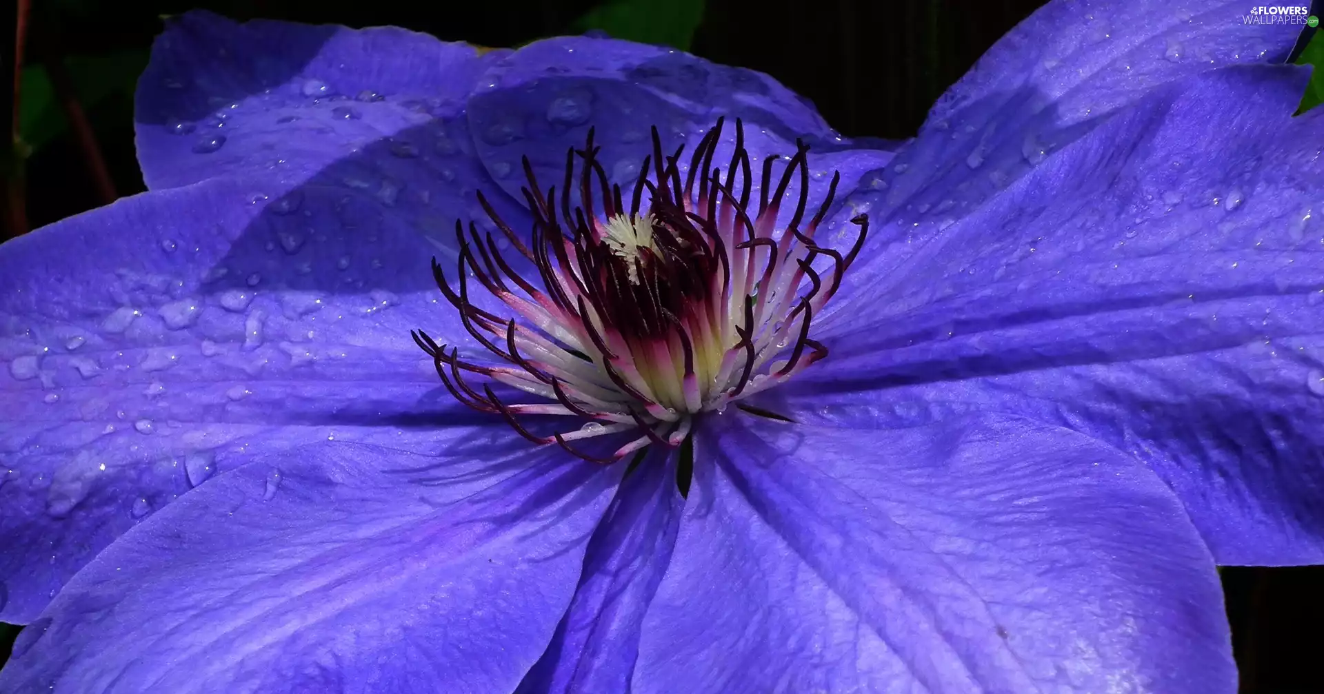 Clematis, nature, Colourfull Flowers