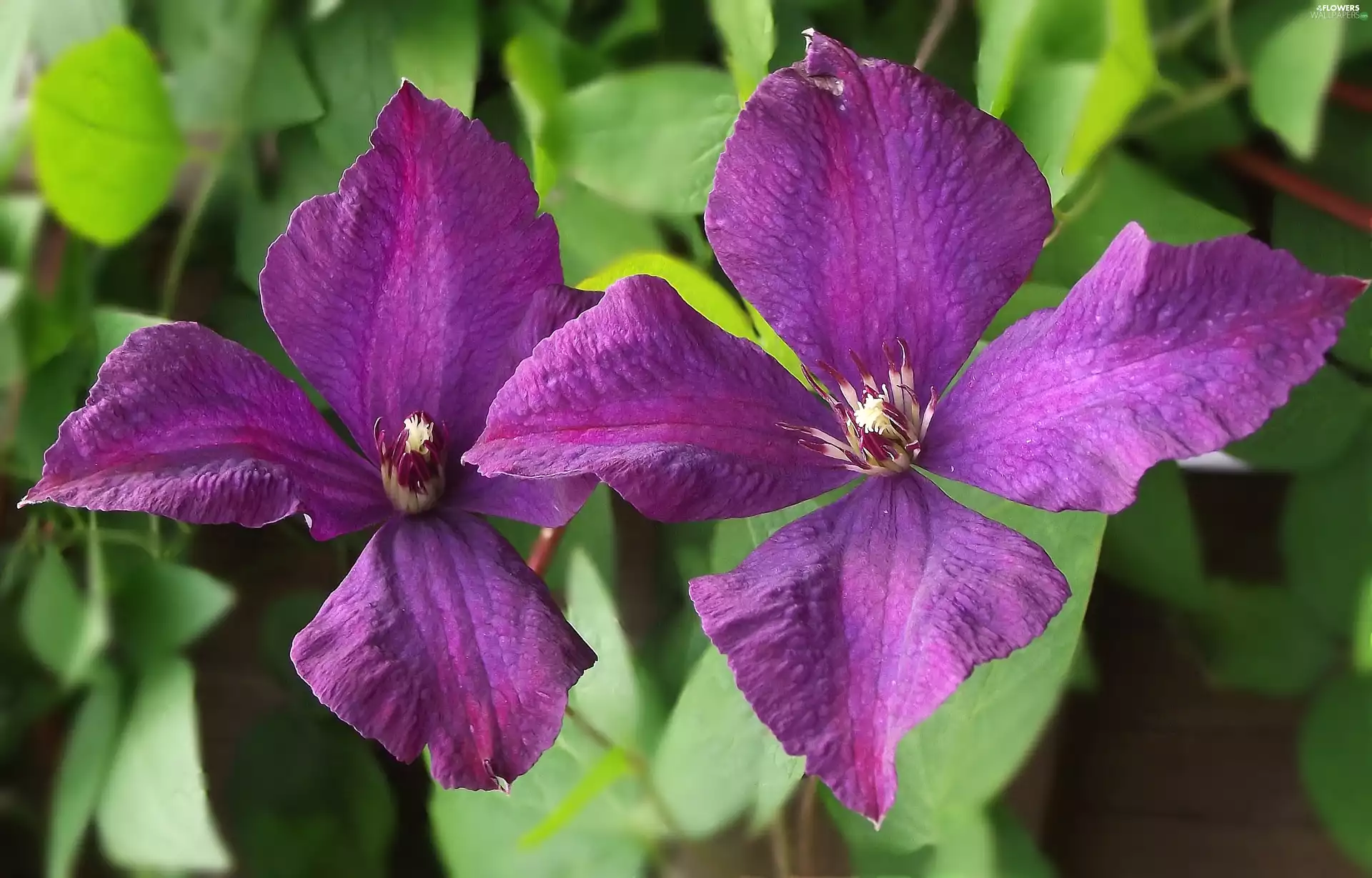 Flowers, Clematis