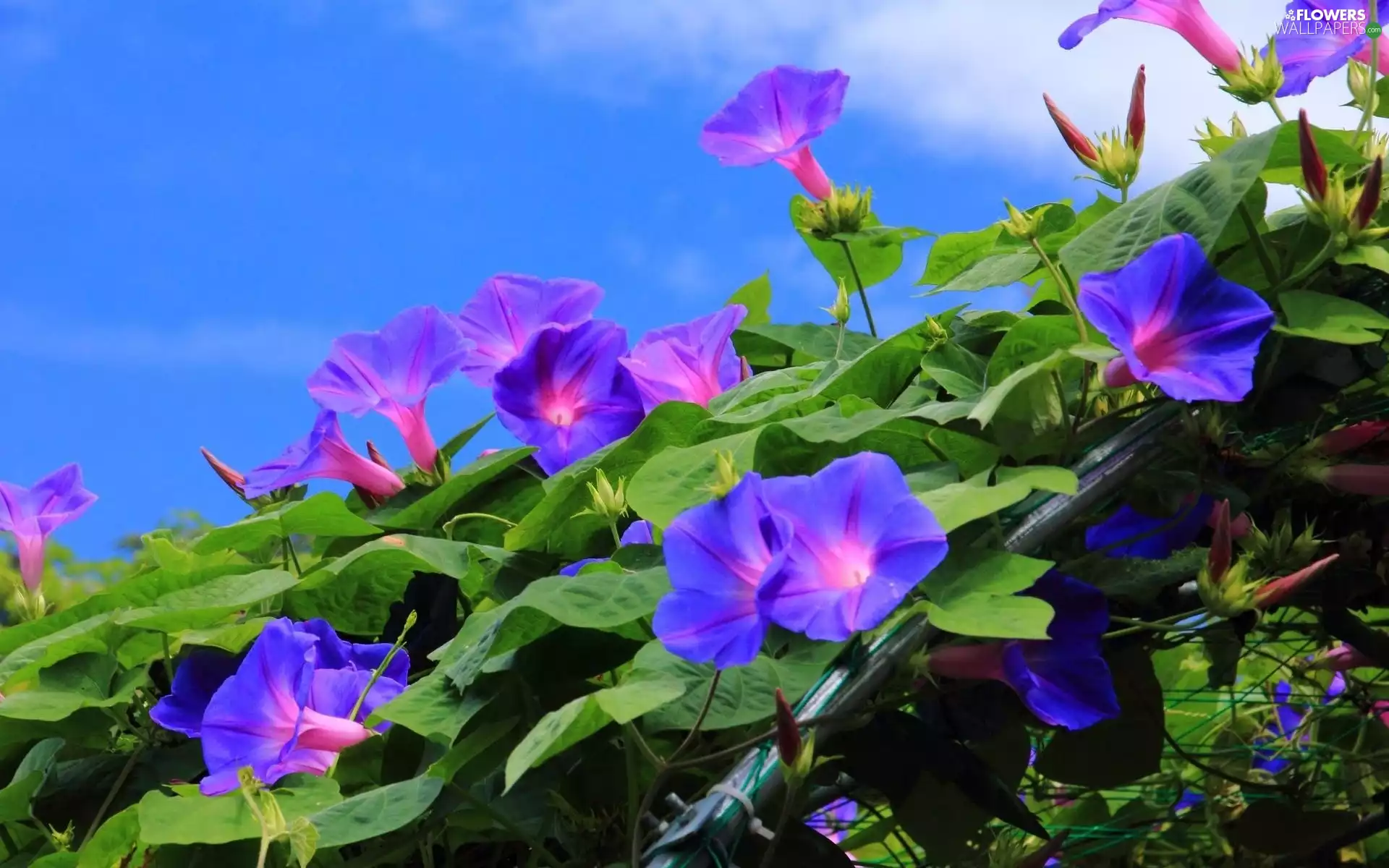 Flowers, purple, Climbing