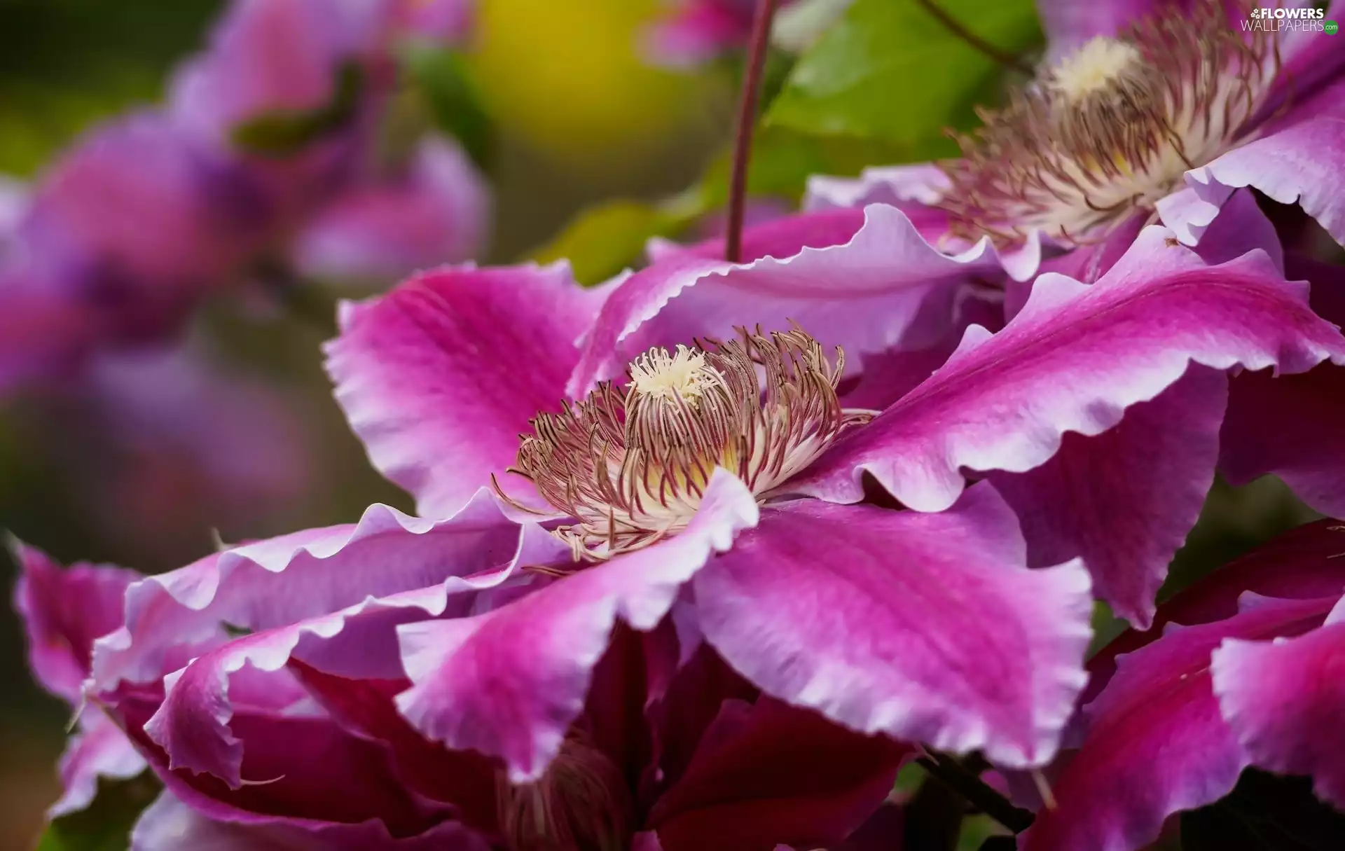 Close, Clematis, Colourfull Flowers