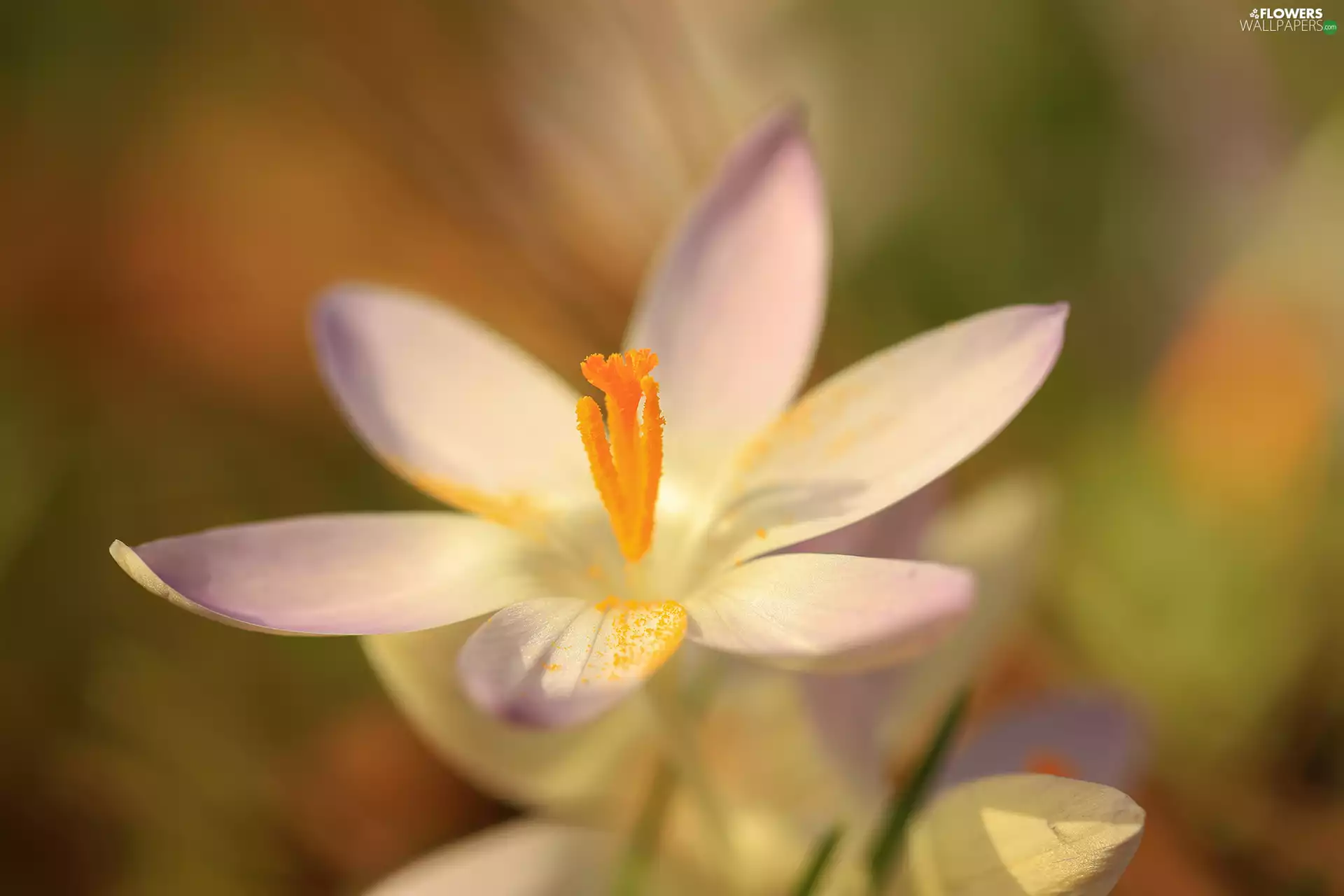 Close, crocus, Colourfull Flowers