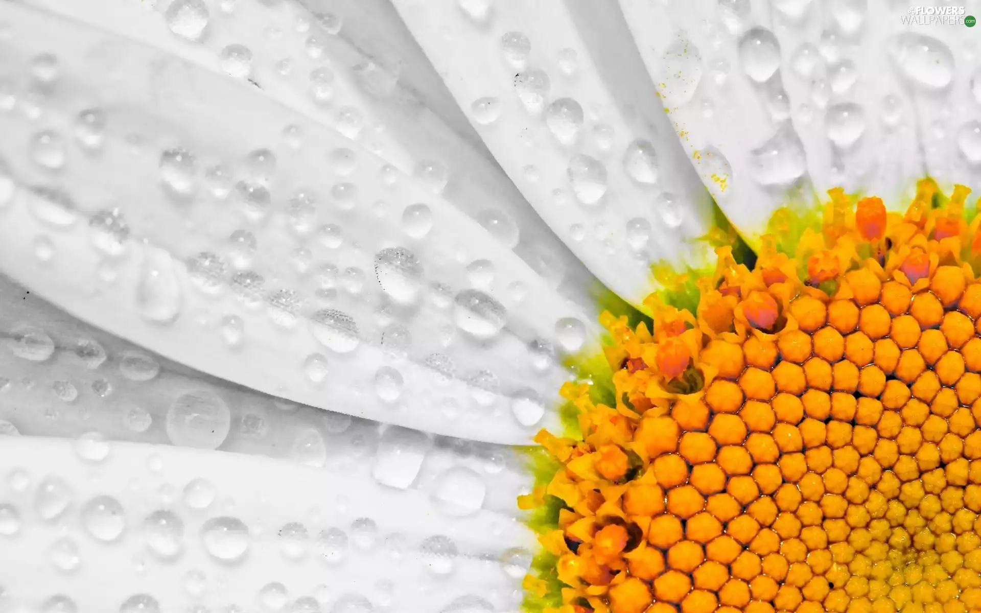 drops, water, Colourfull Flowers, Daisy, Close