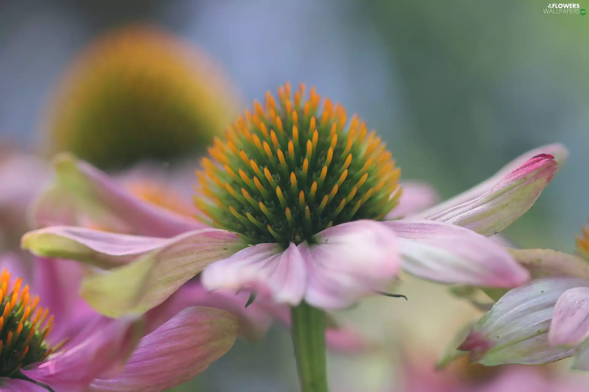 Close, echinacea, Colourfull Flowers