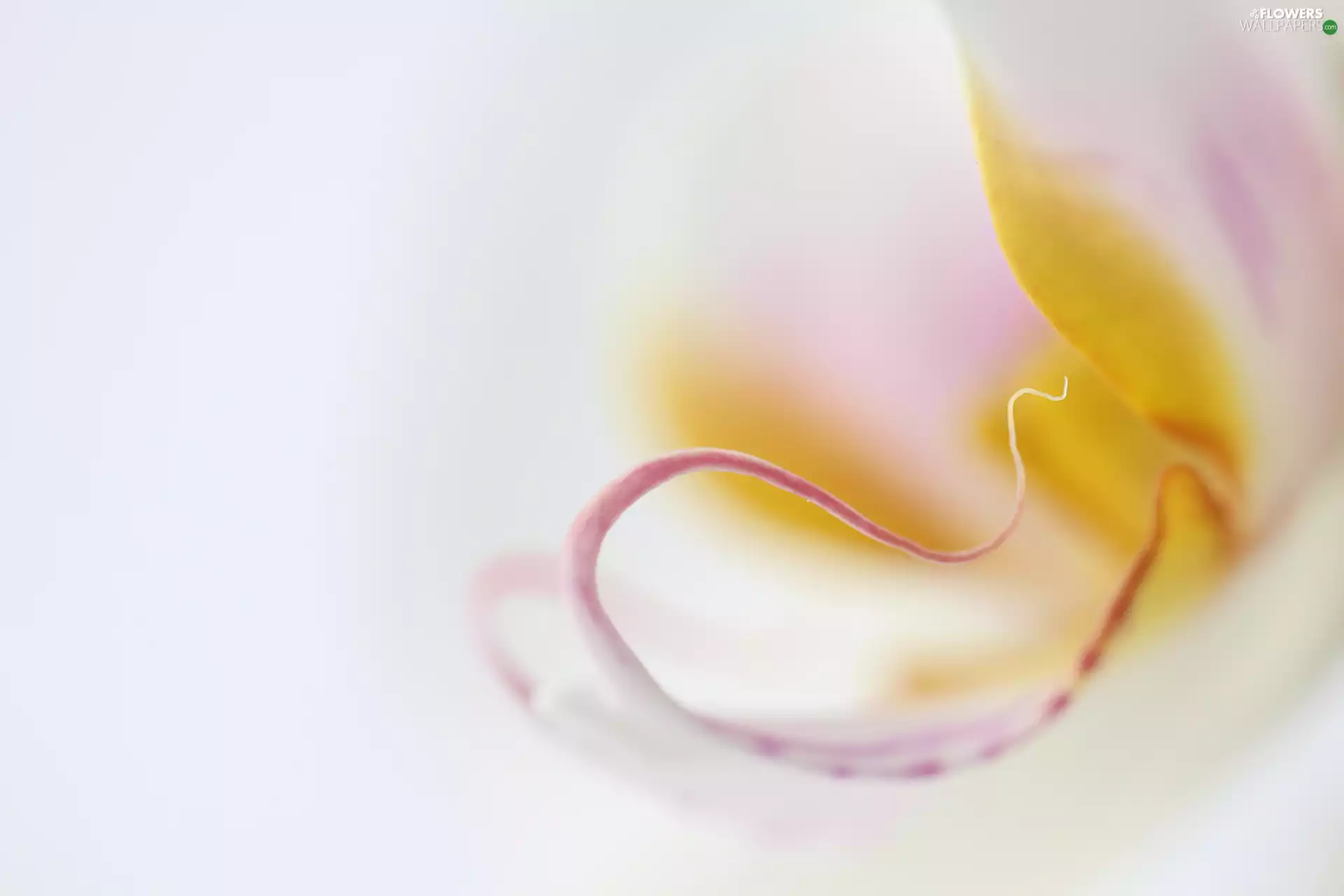 Close, orchid, Colourfull Flowers