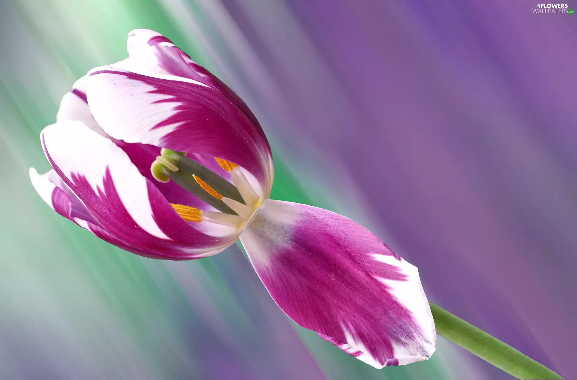 Close, tulip, Colourfull Flowers
