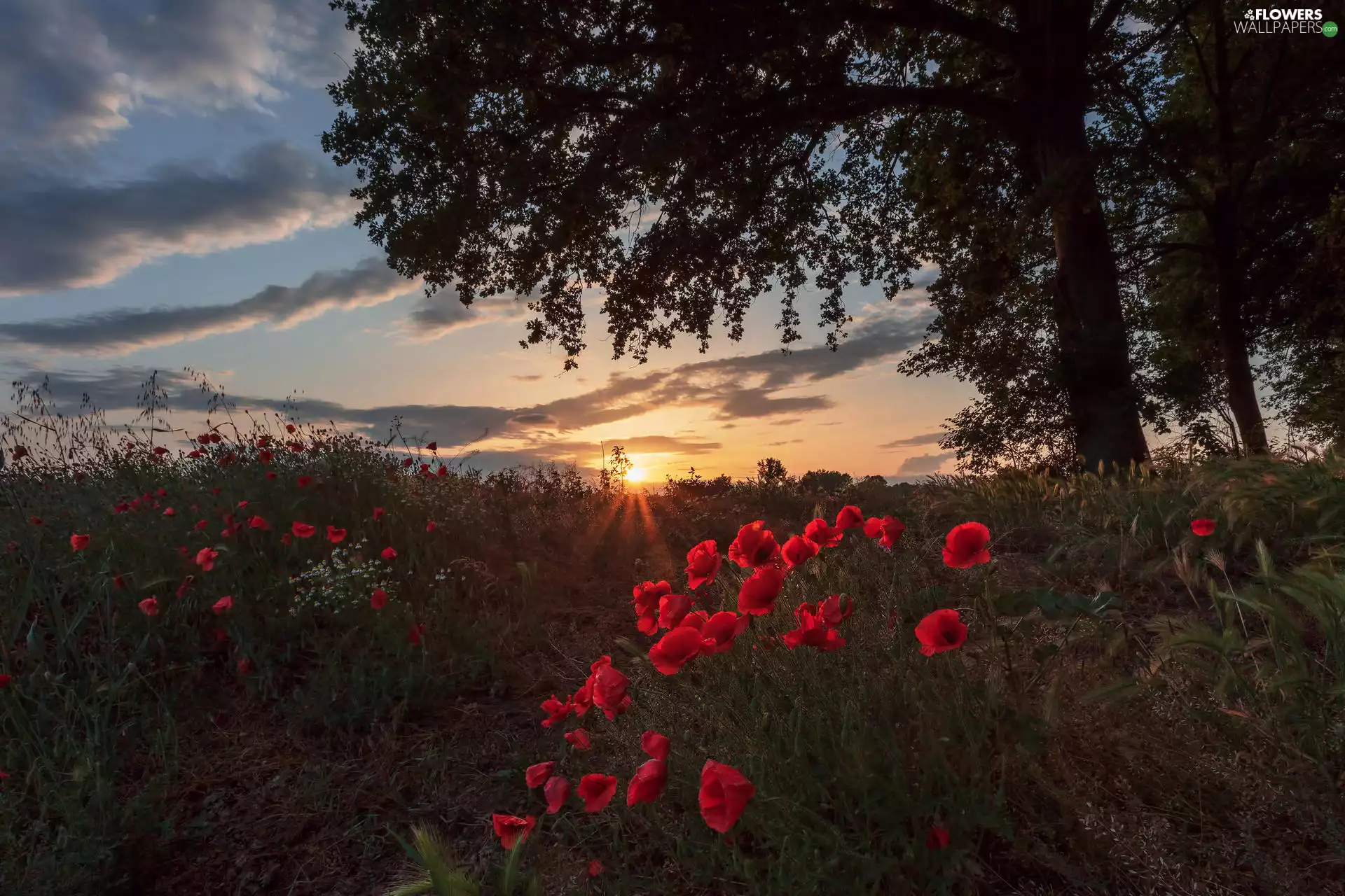 Flowers, Field, papavers, Red, evening, Great Sunsets, viewes, clouds, trees