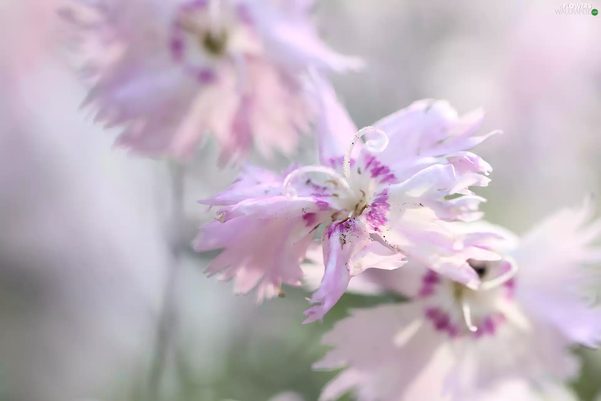 Flowers, Pink, cloves