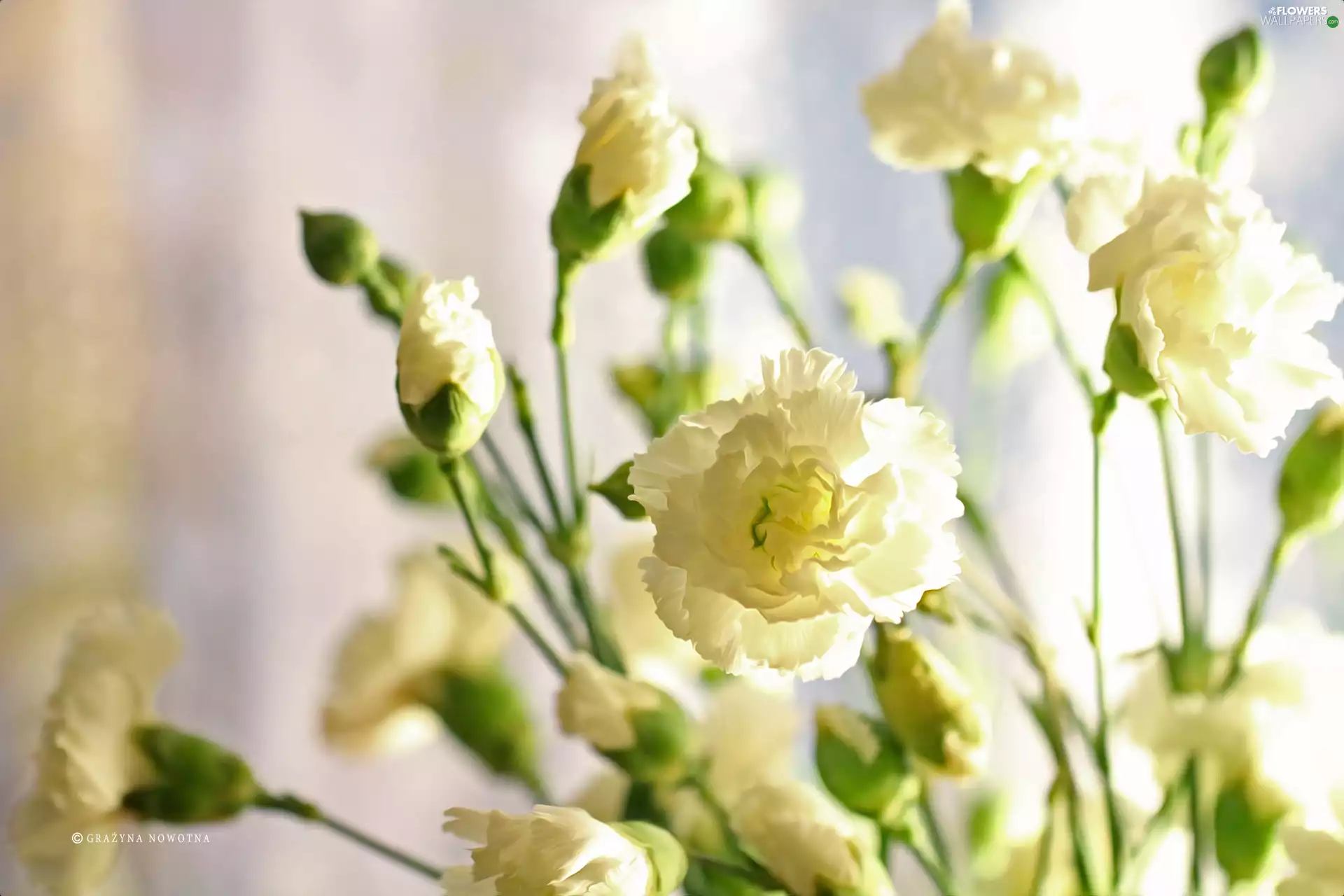 Flowers, White, cloves