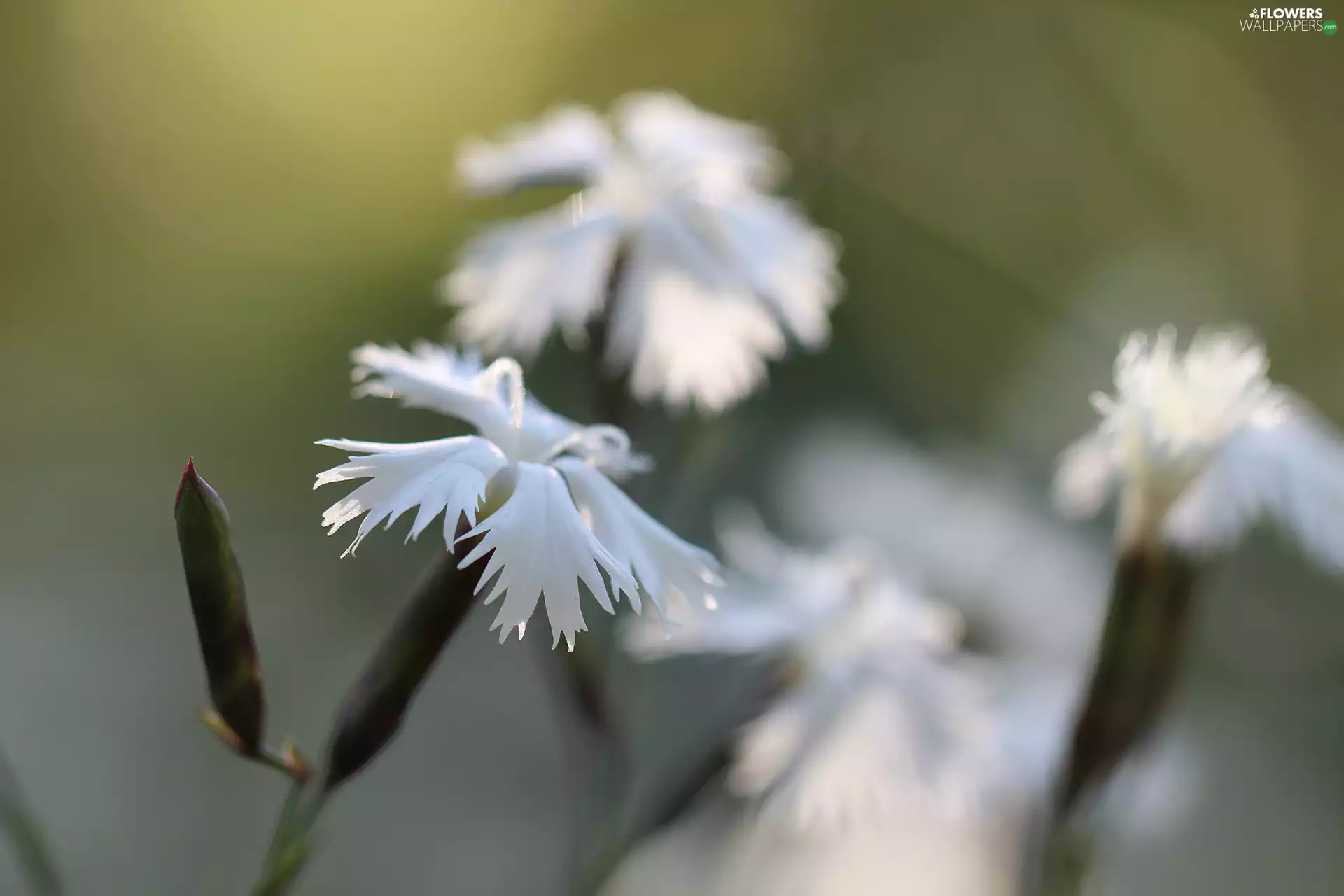 Flowers, White, cloves