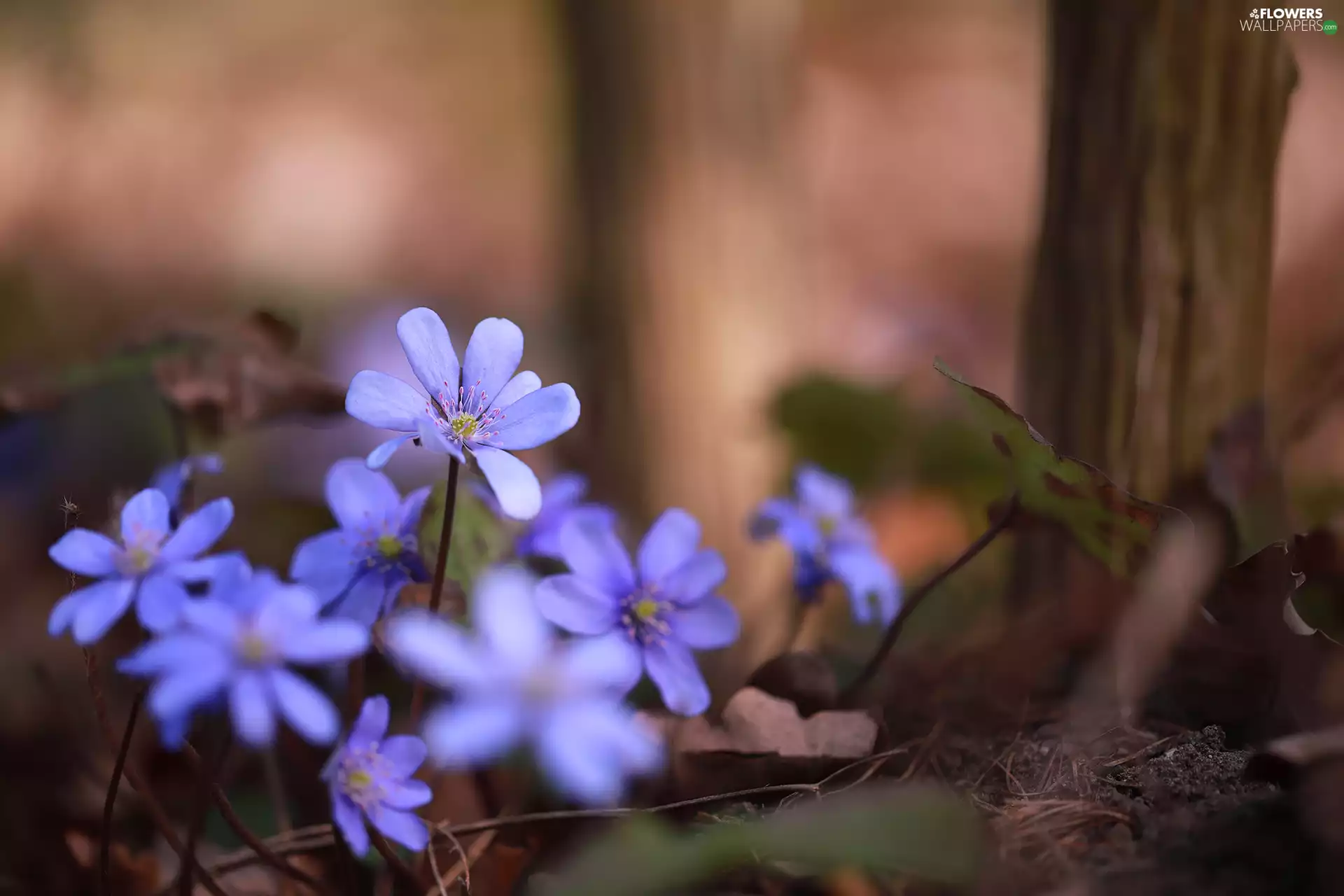 cluster, Liverworts, lilac, Flowers