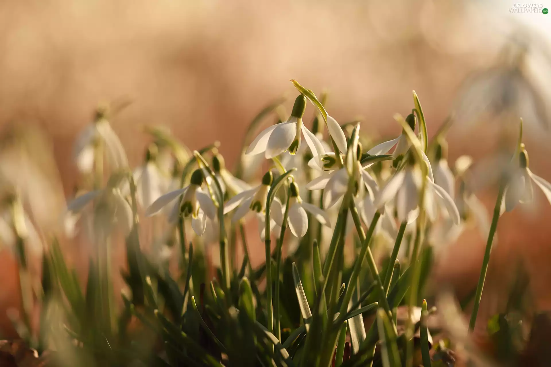 Flowers, snowdrops, cluster