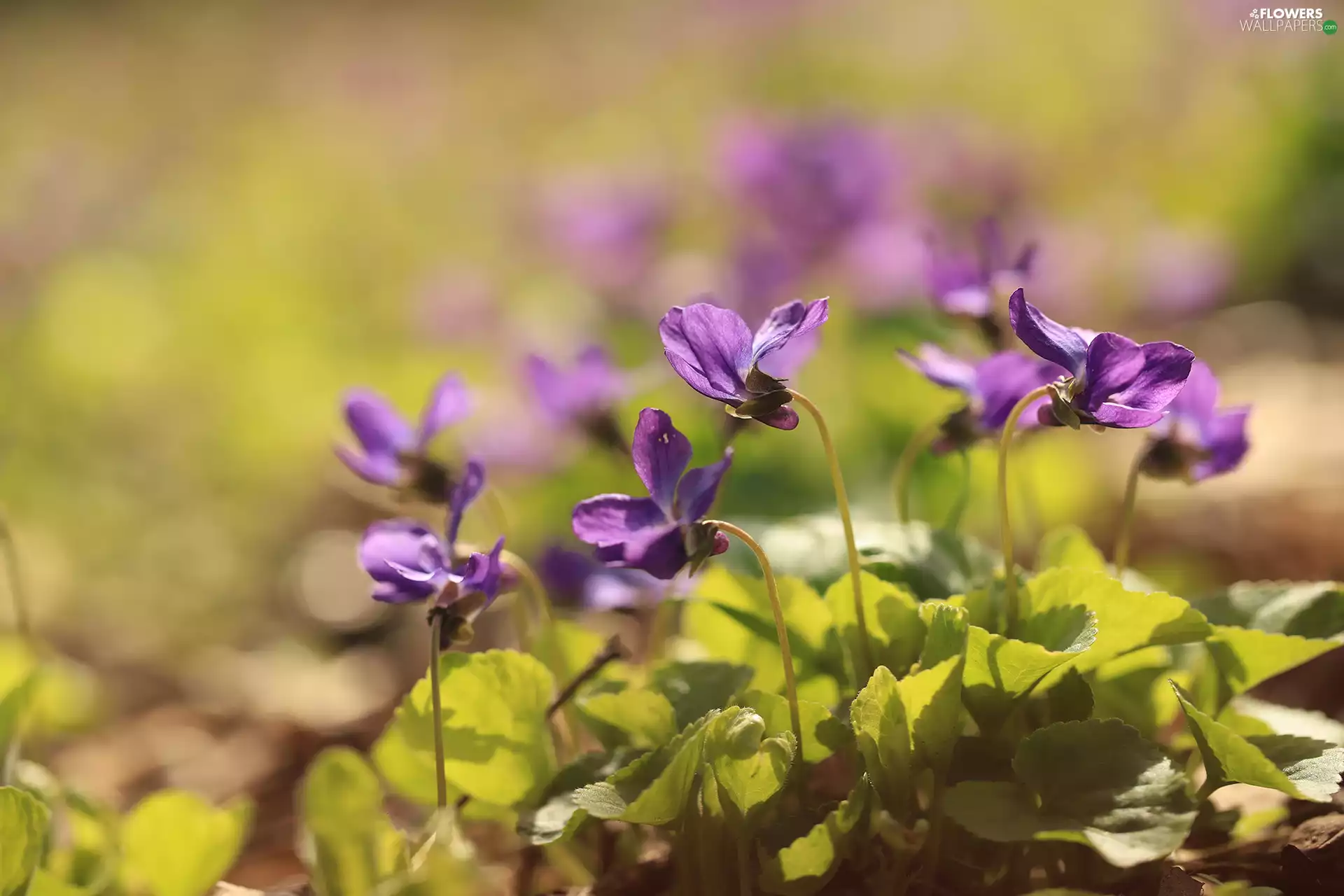 cluster, fragrant violets, Flowers
