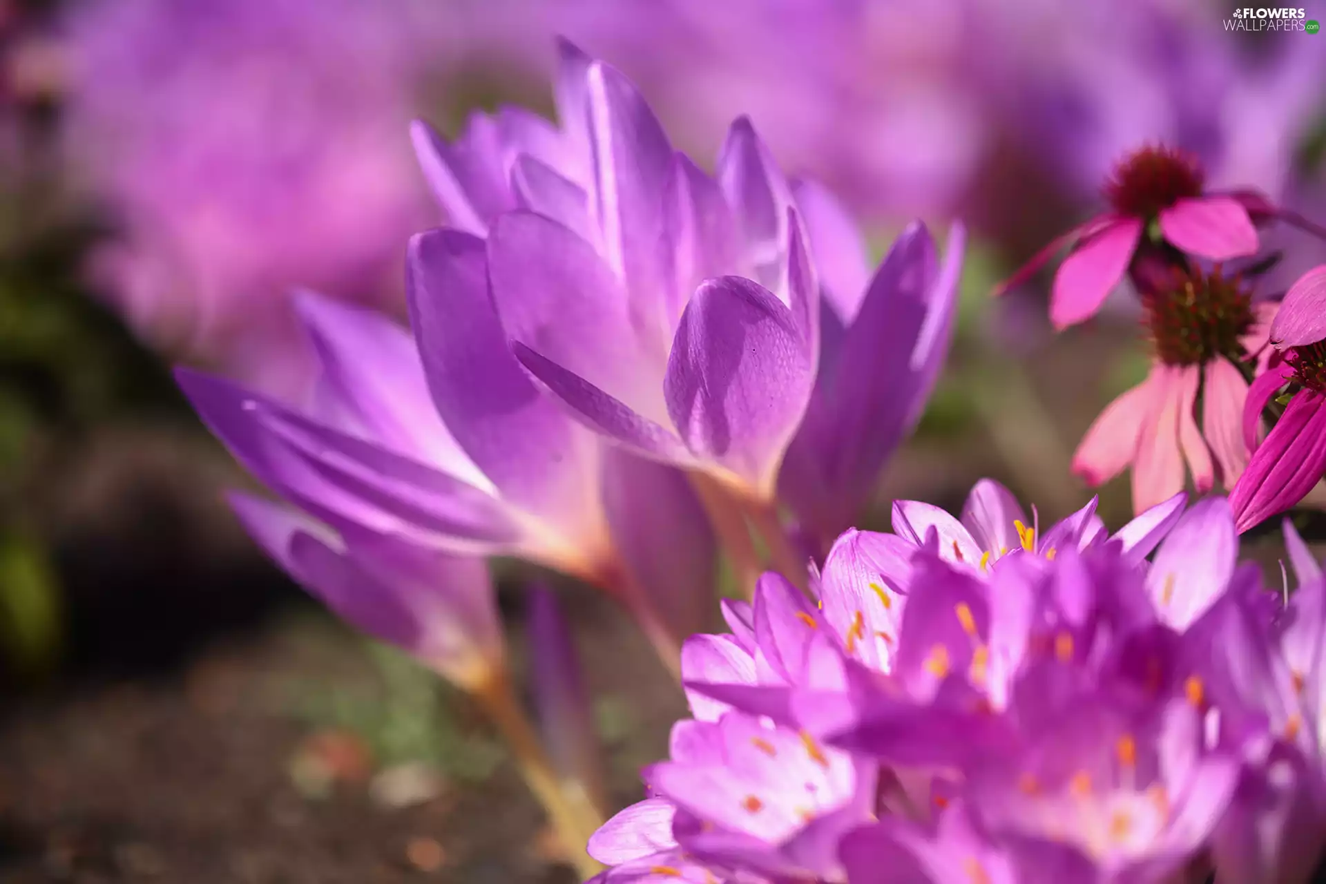 Flowers, illuminated, colchicums