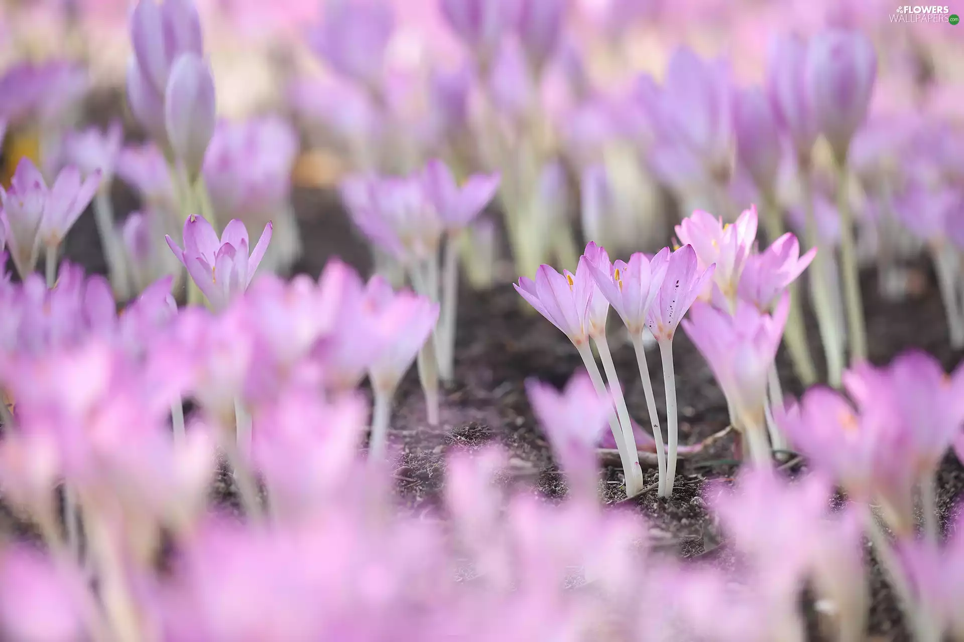 Flowers, Pink, colchicums