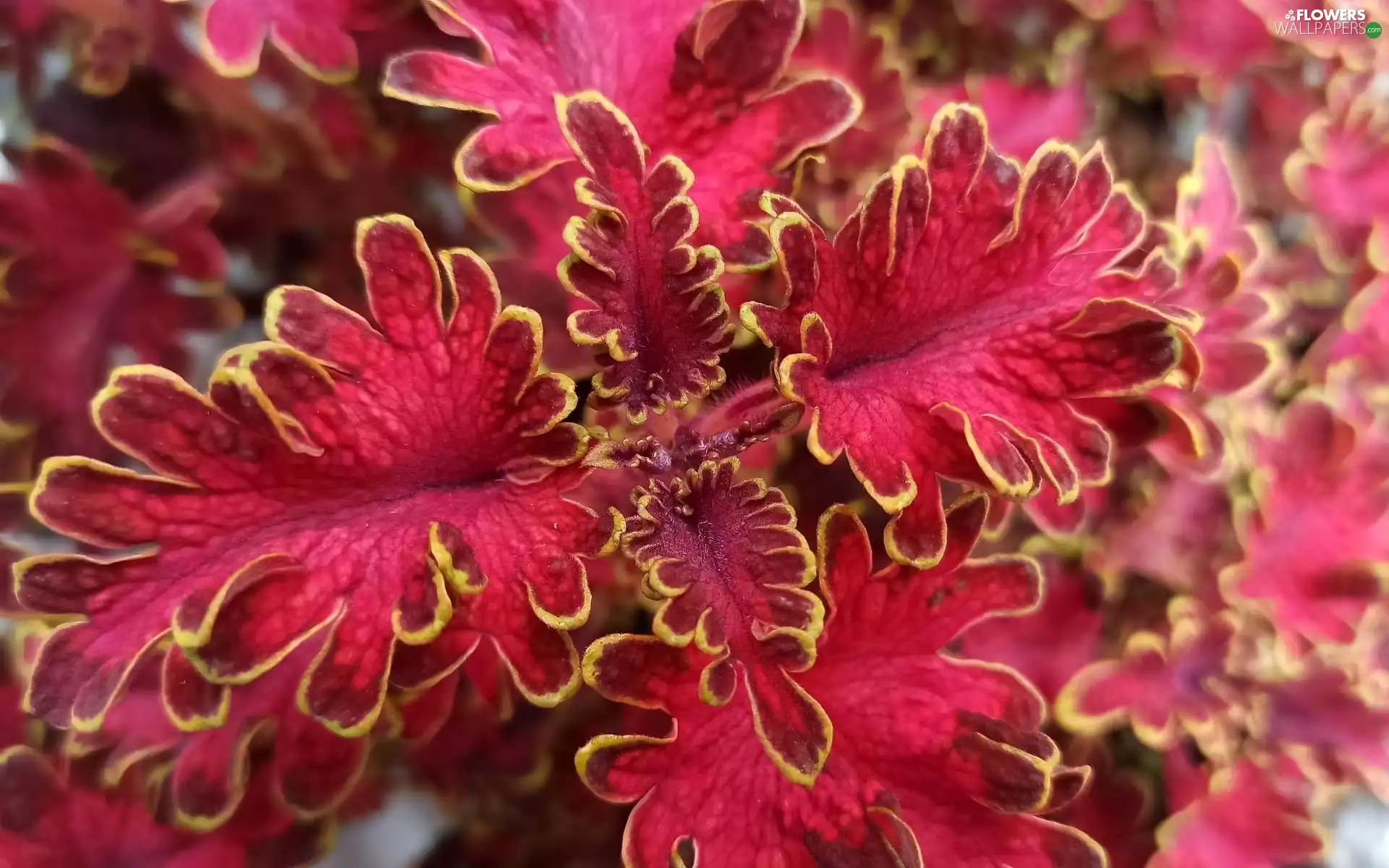 Coleus, Red, Colourfull Flowers