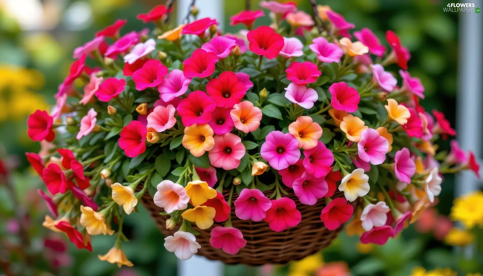 color, surfinia, basket, Flowers