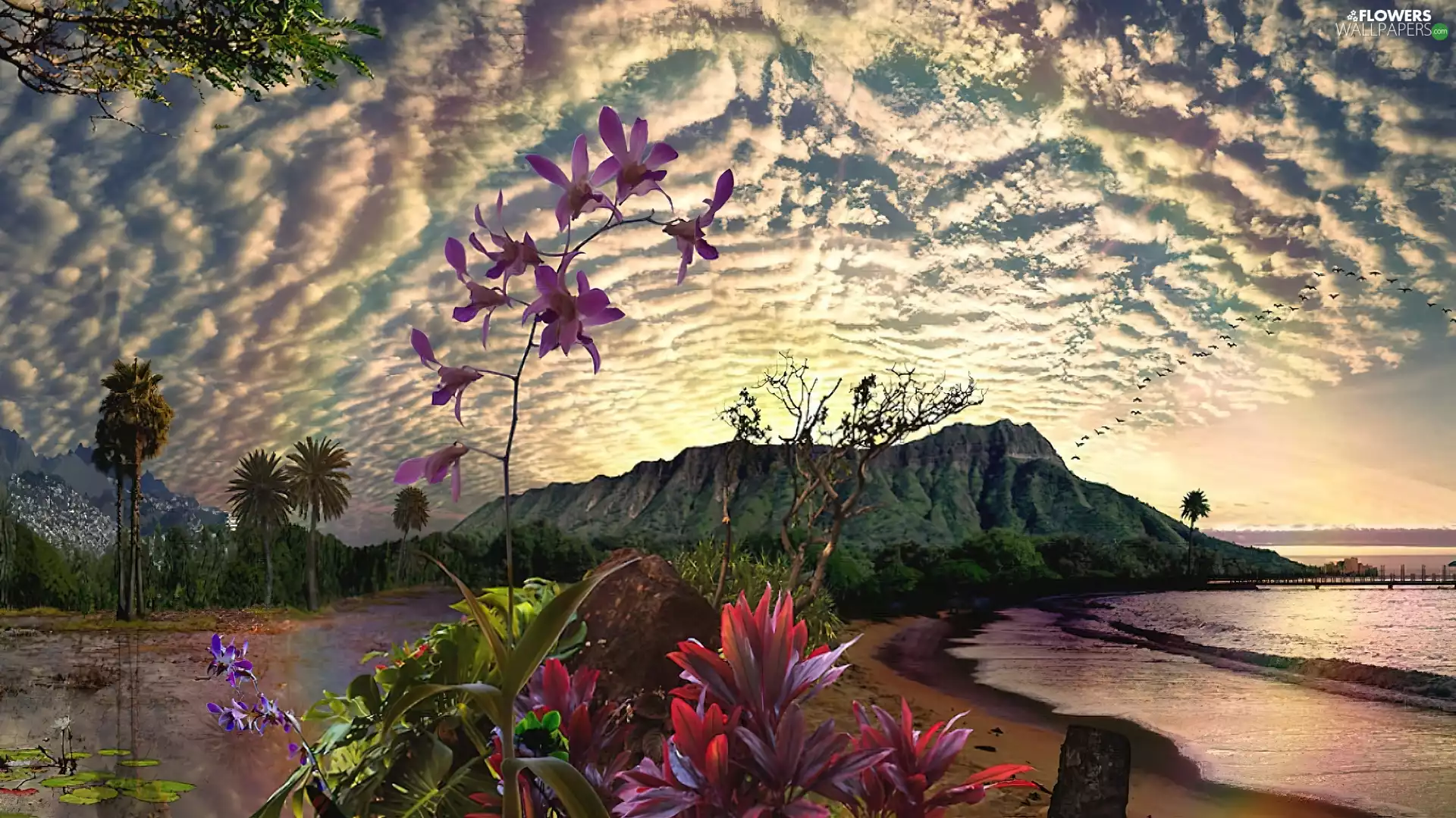 color, Coast, clouds, Flowers