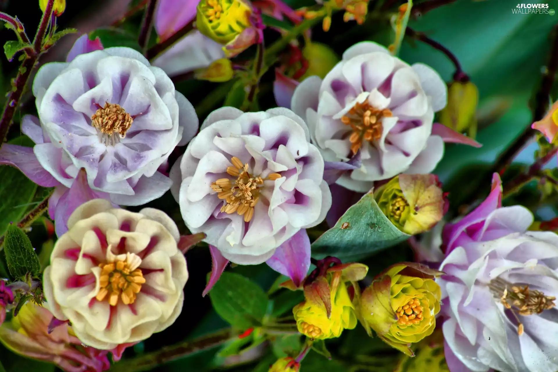 Flowers, columbine, color