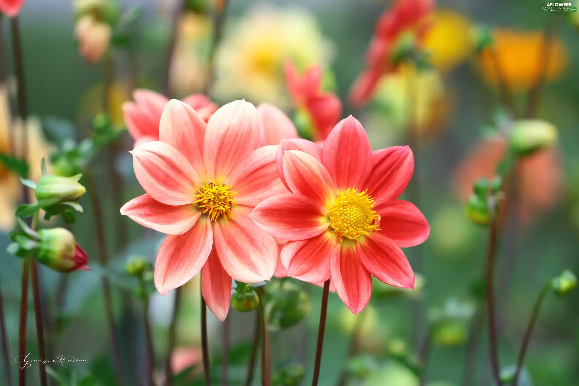 Flowers, dahlias, color