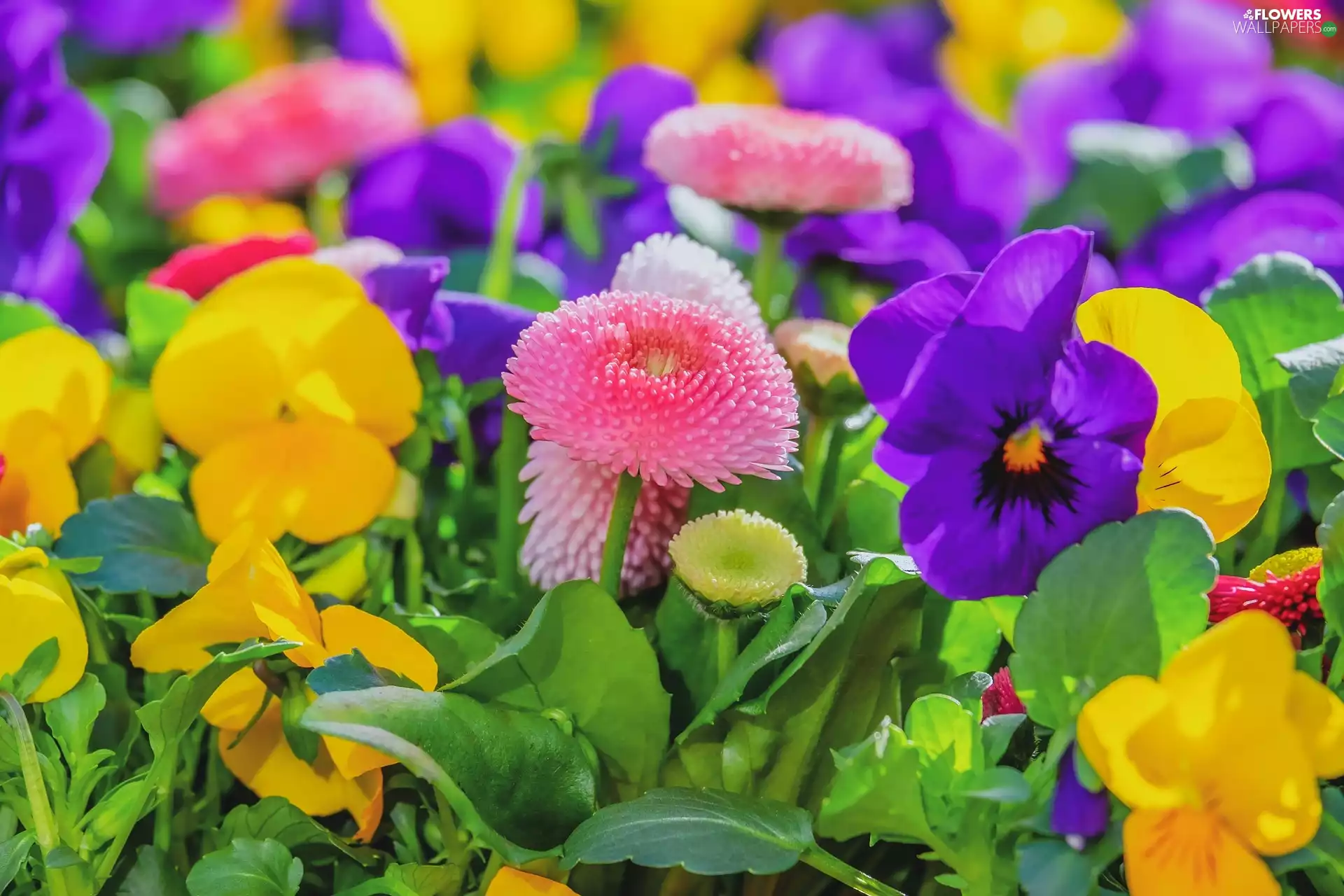 color, pansies, daisies, Flowers