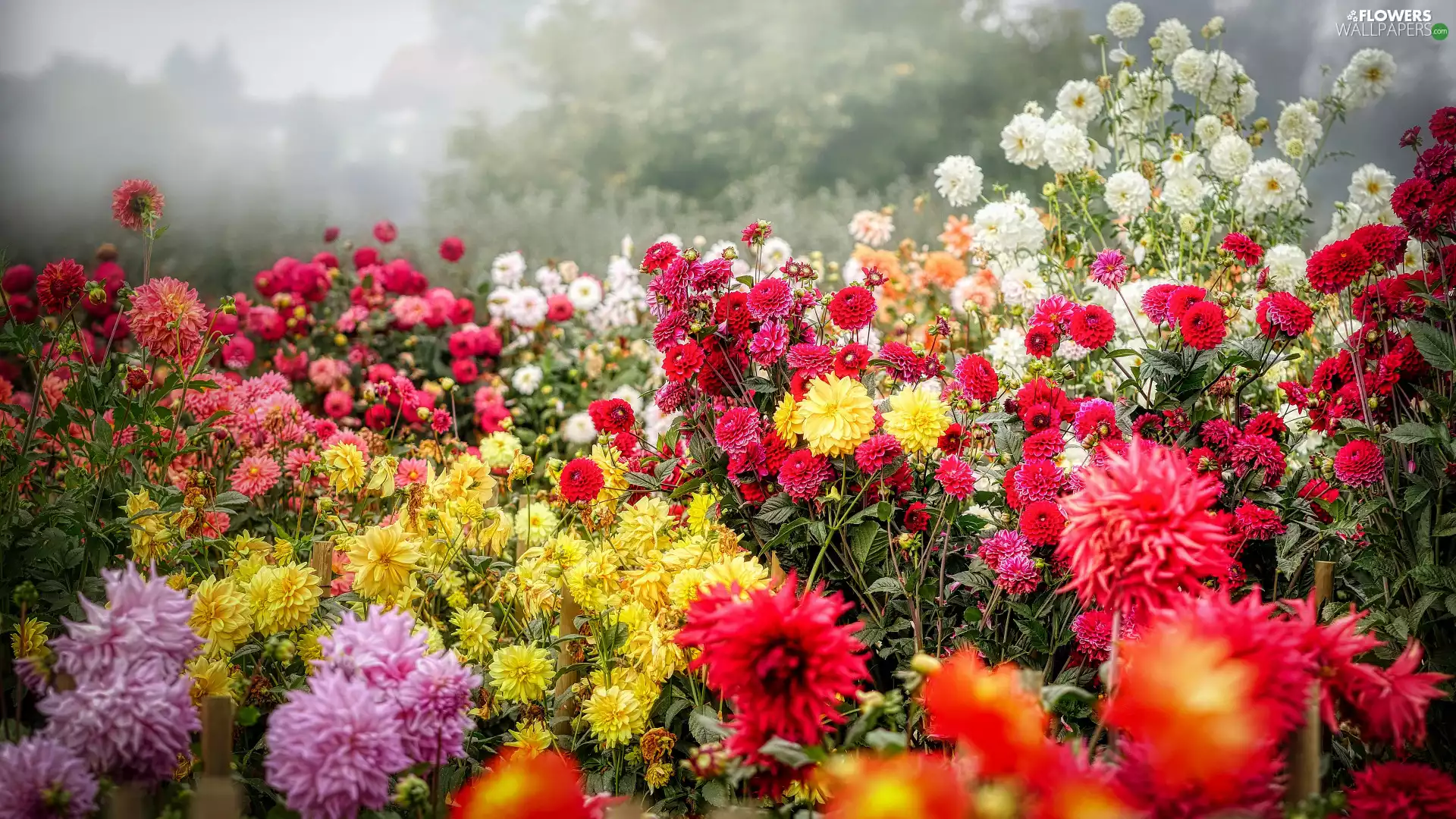 color, dahlias, Garden, Flowers