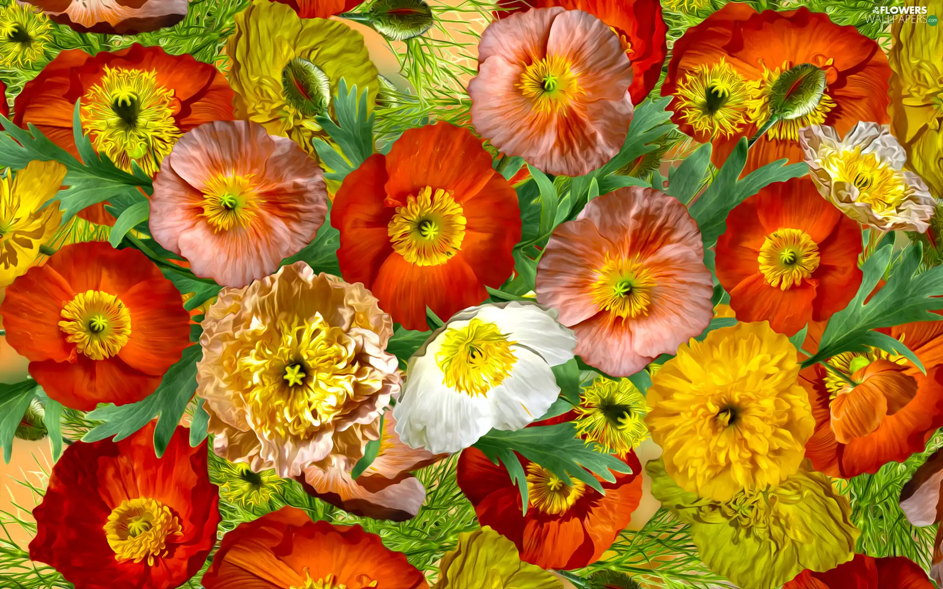 color, papavers, graphics, Flowers