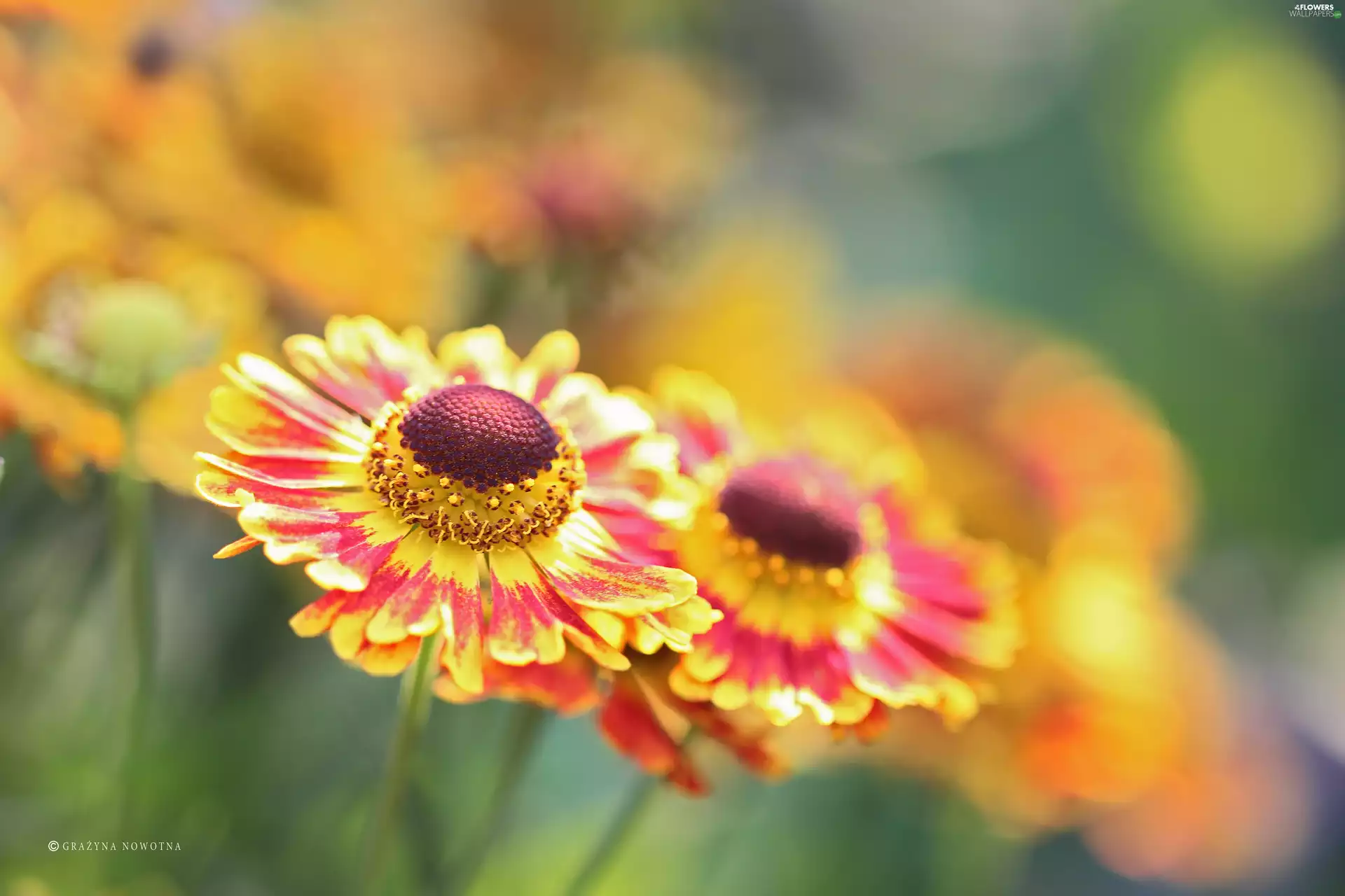 Flowers, Helenium, color