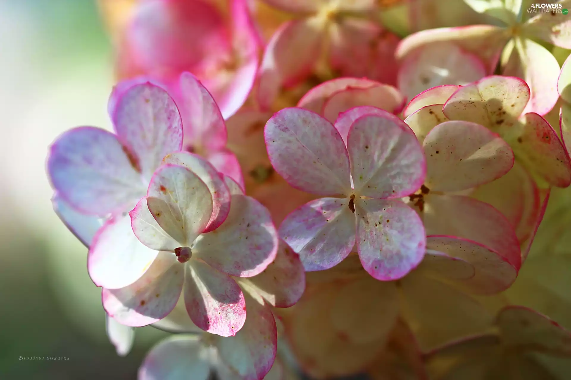 Flowers, hydrangeas, color