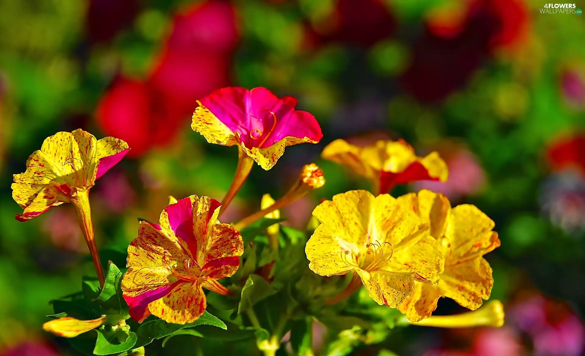 Flowers, Mirabilis, color