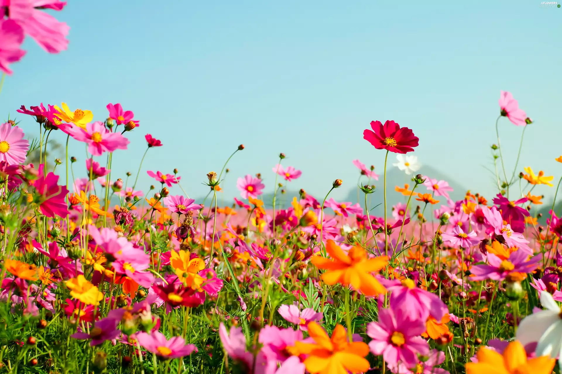 color, Cosmos, Mountains, Flowers