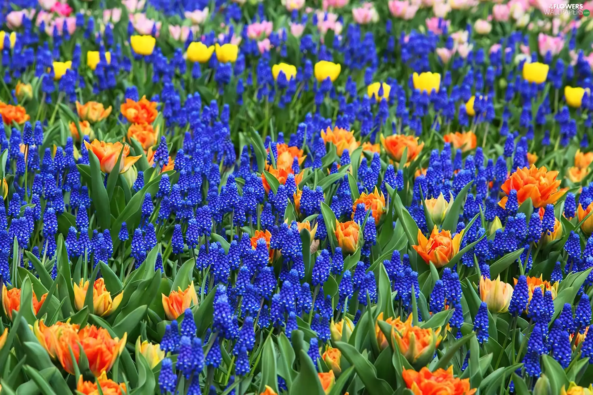 color, Tulips, Muscari, Flowers