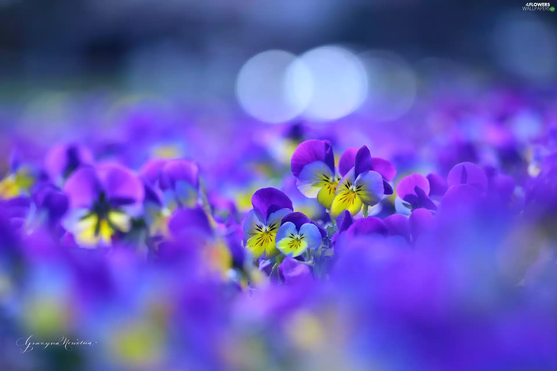 Flowers, pansies, color