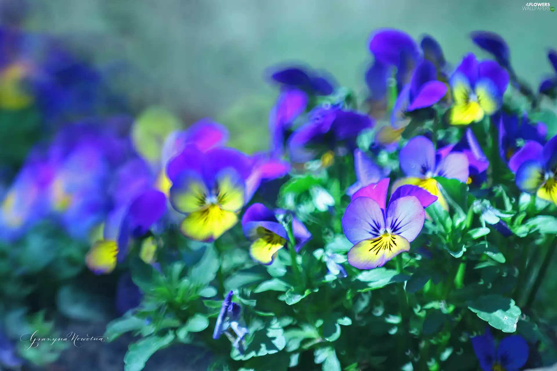 Flowers, pansies, color
