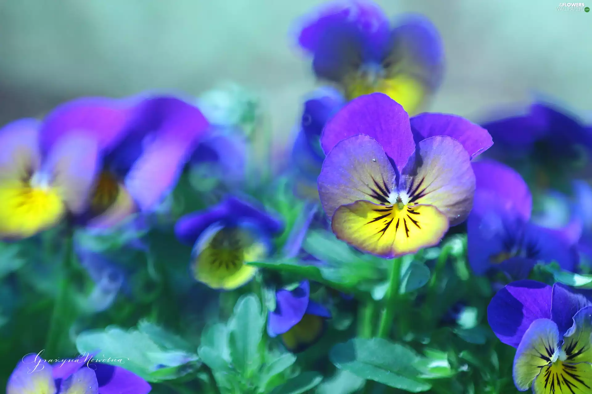 Flowers, pansies, color