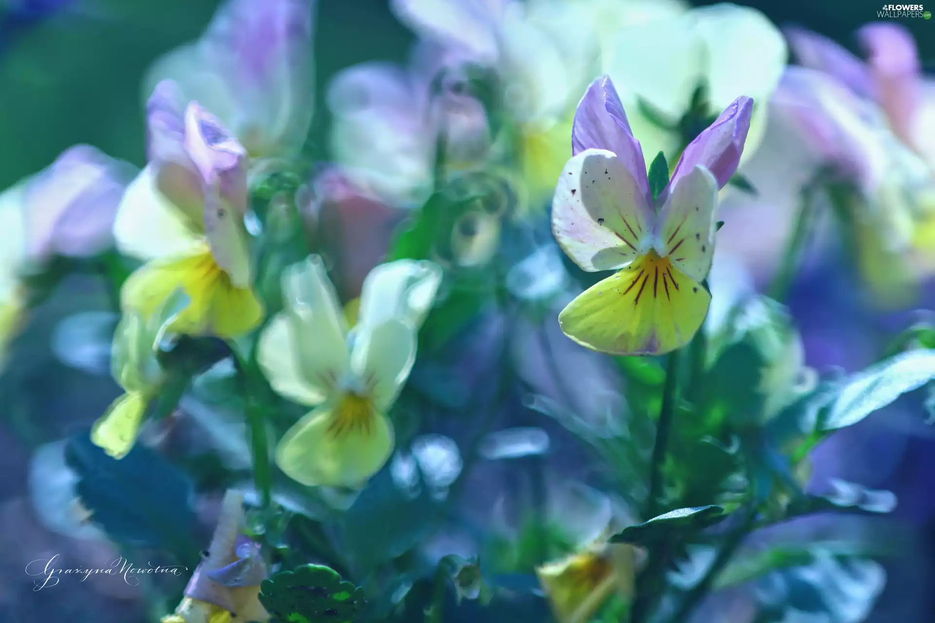 Flowers, pansies, color