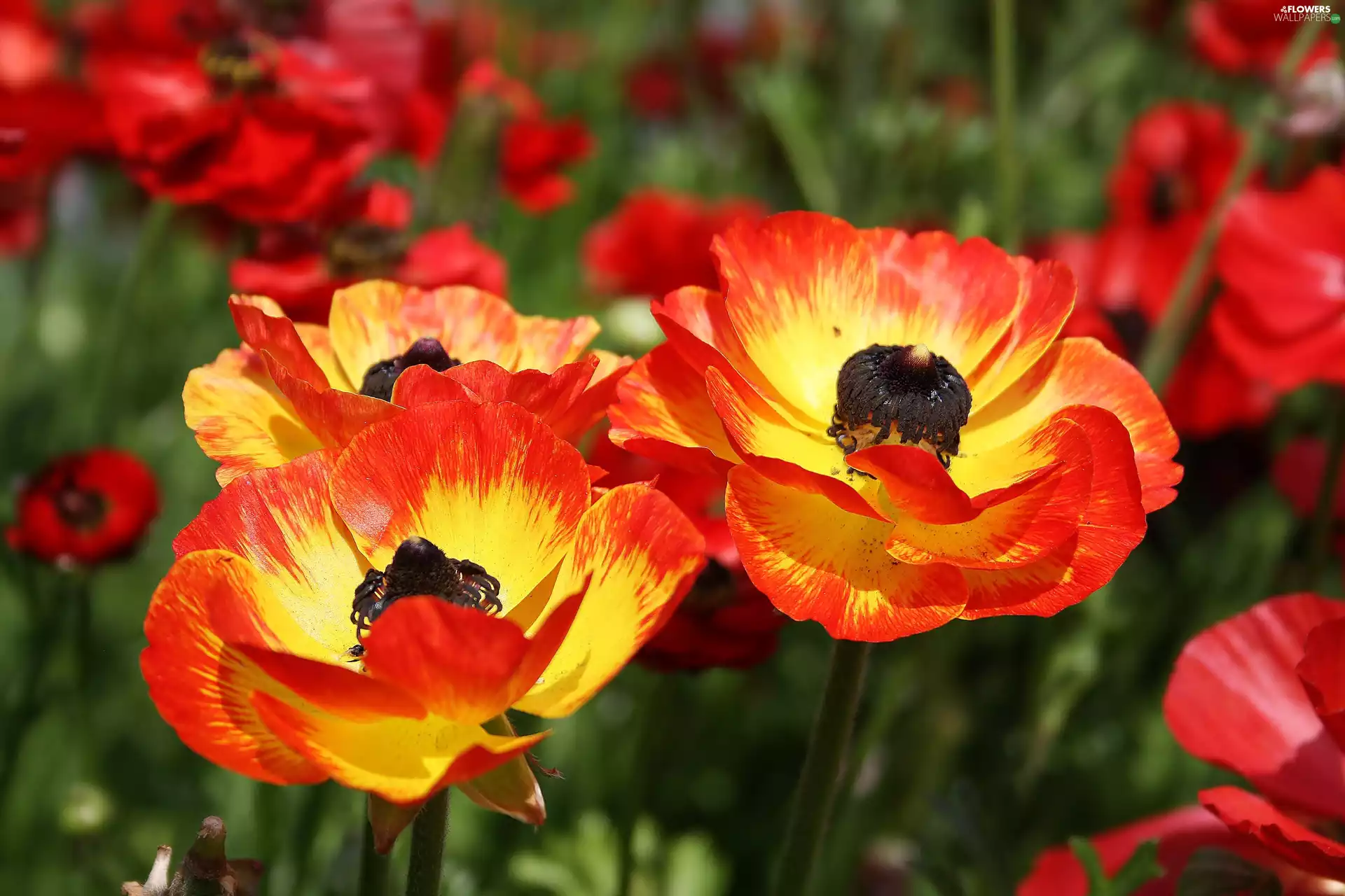 Flowers, papavers, color