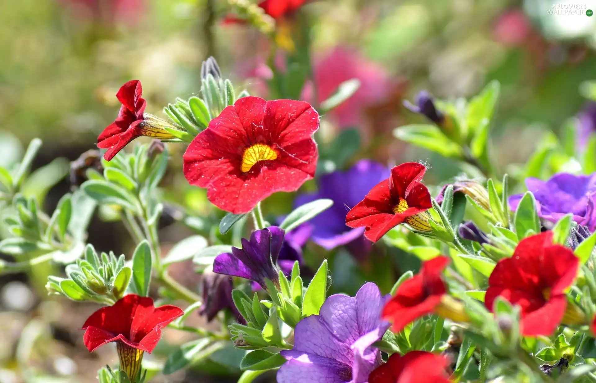 Flowers, petunias, color