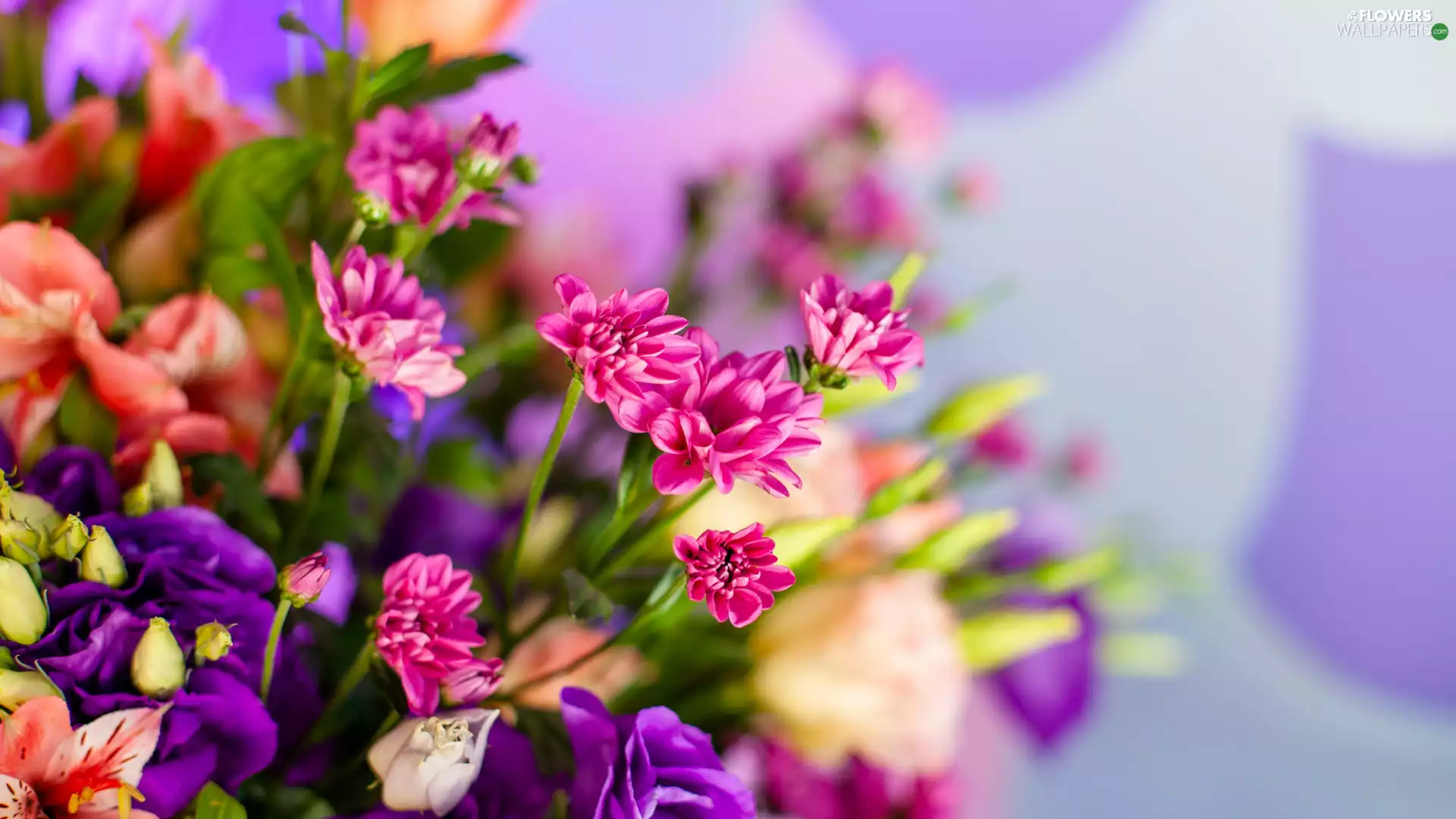 color, bouquet, rapprochement, Flowers