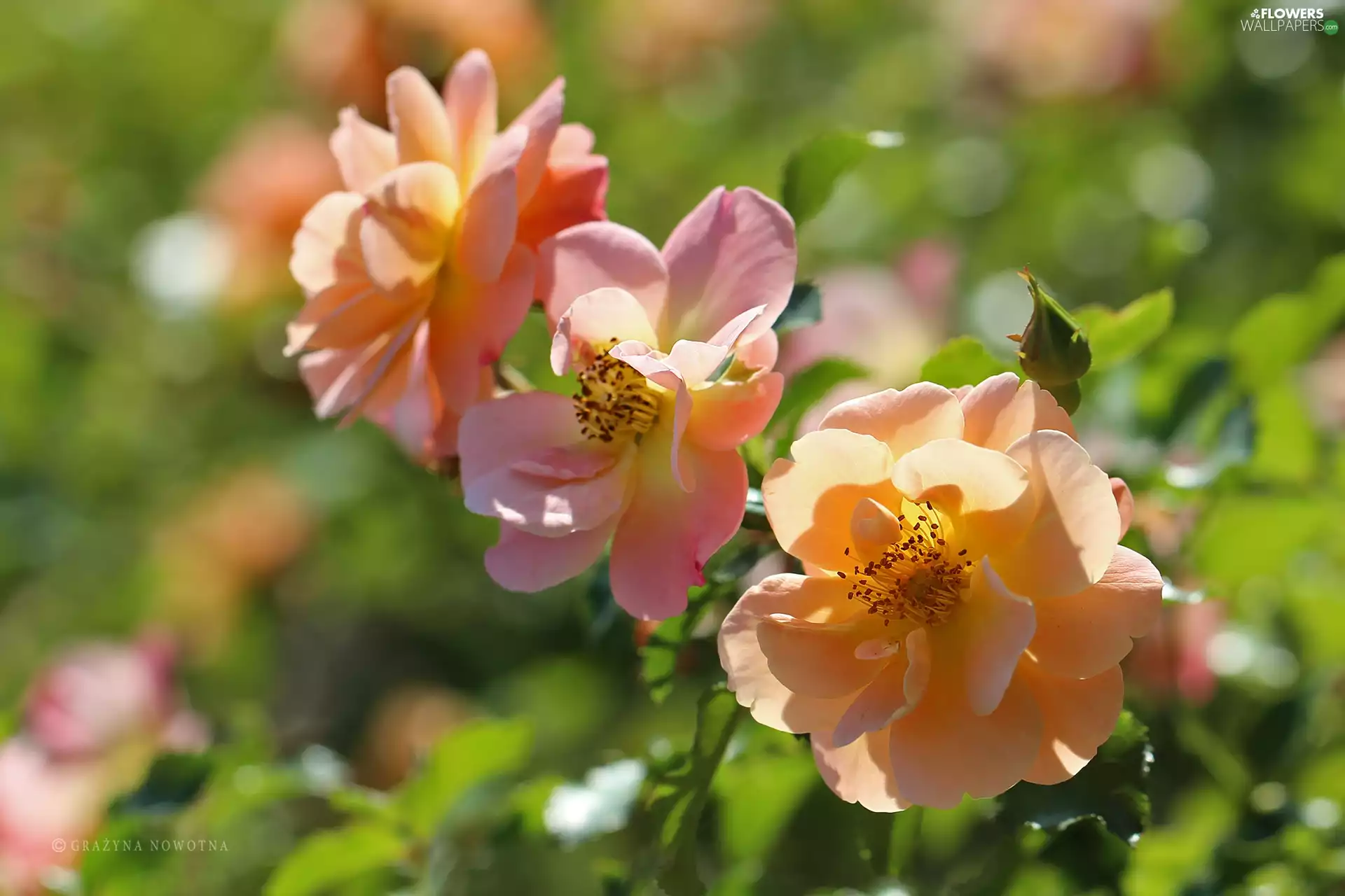 Flowers, roses, color