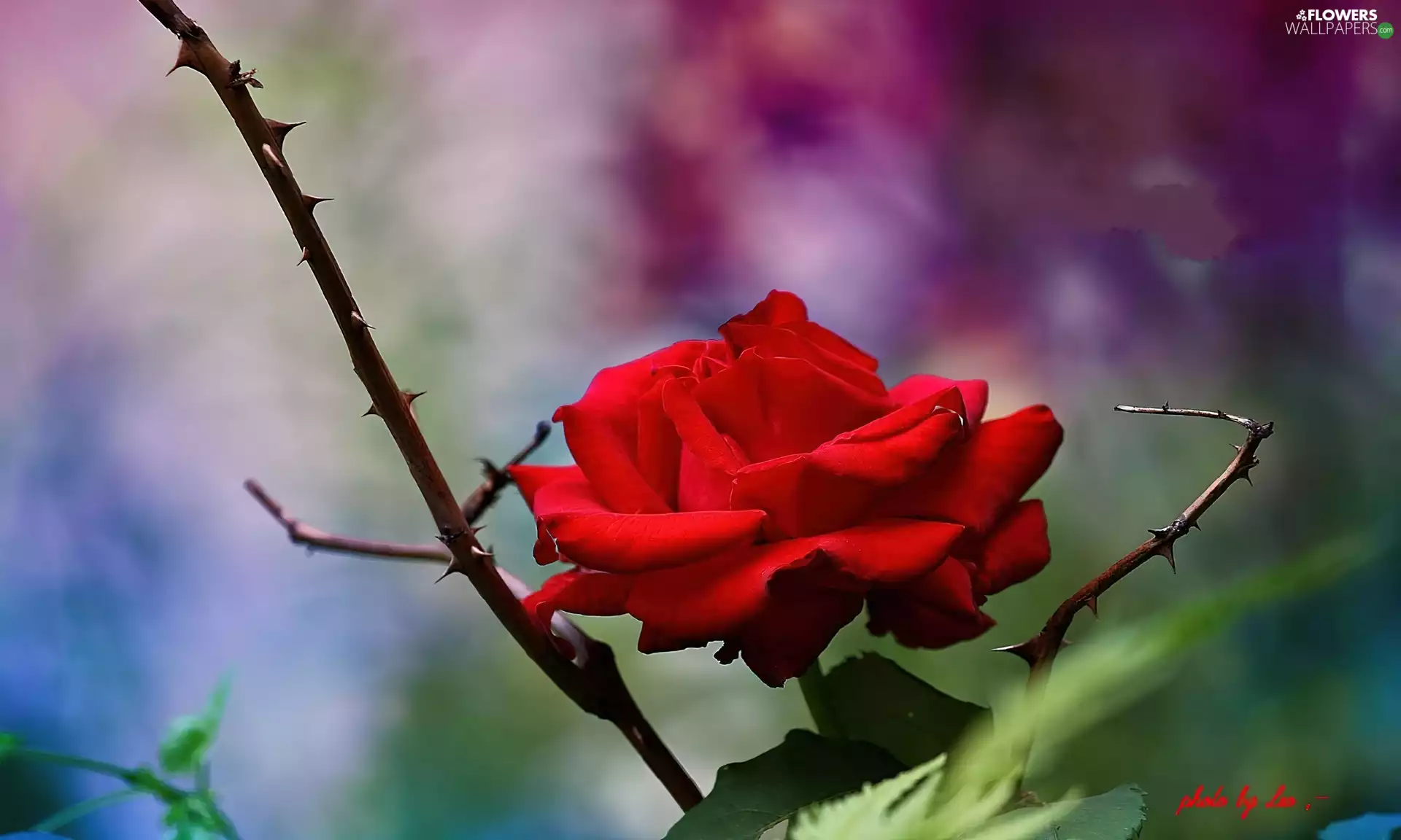 Colourfull Flowers, color, background, Spikes